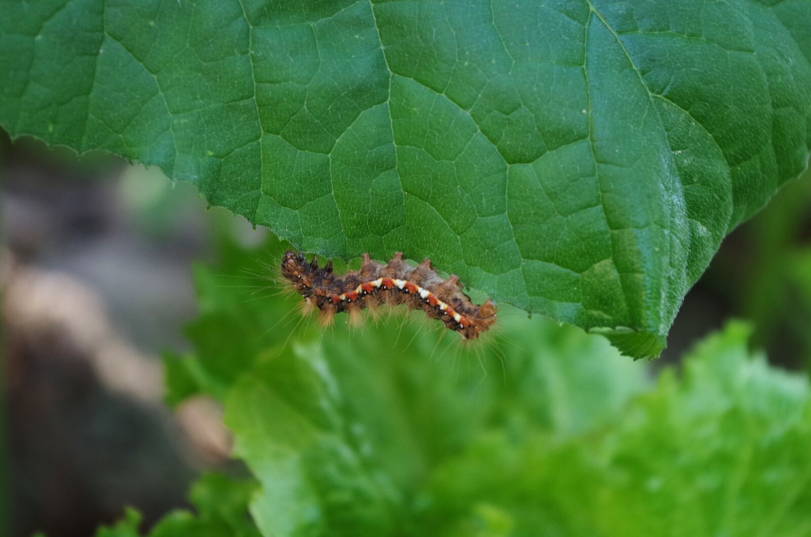 Pentax K-500 sample photo. Caterpillar, hairy, on a photography