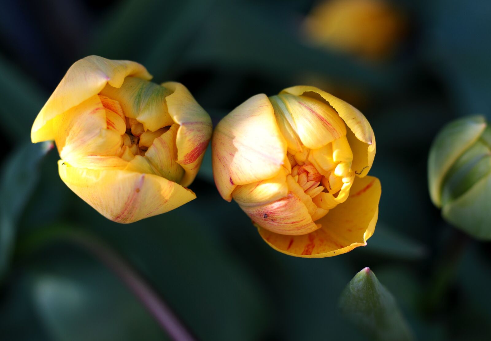 Canon EOS 7D Mark II sample photo. Tulipa sunlover, tulips, double photography