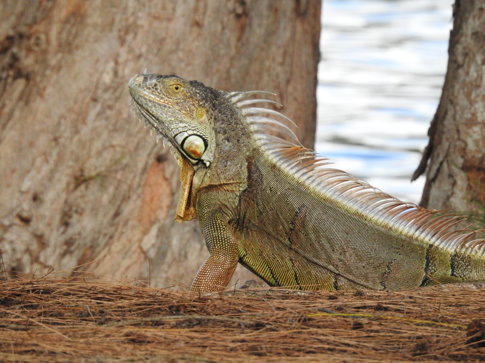 Nikon Coolpix P900 sample photo. Iguana, tropical animal, tropical photography