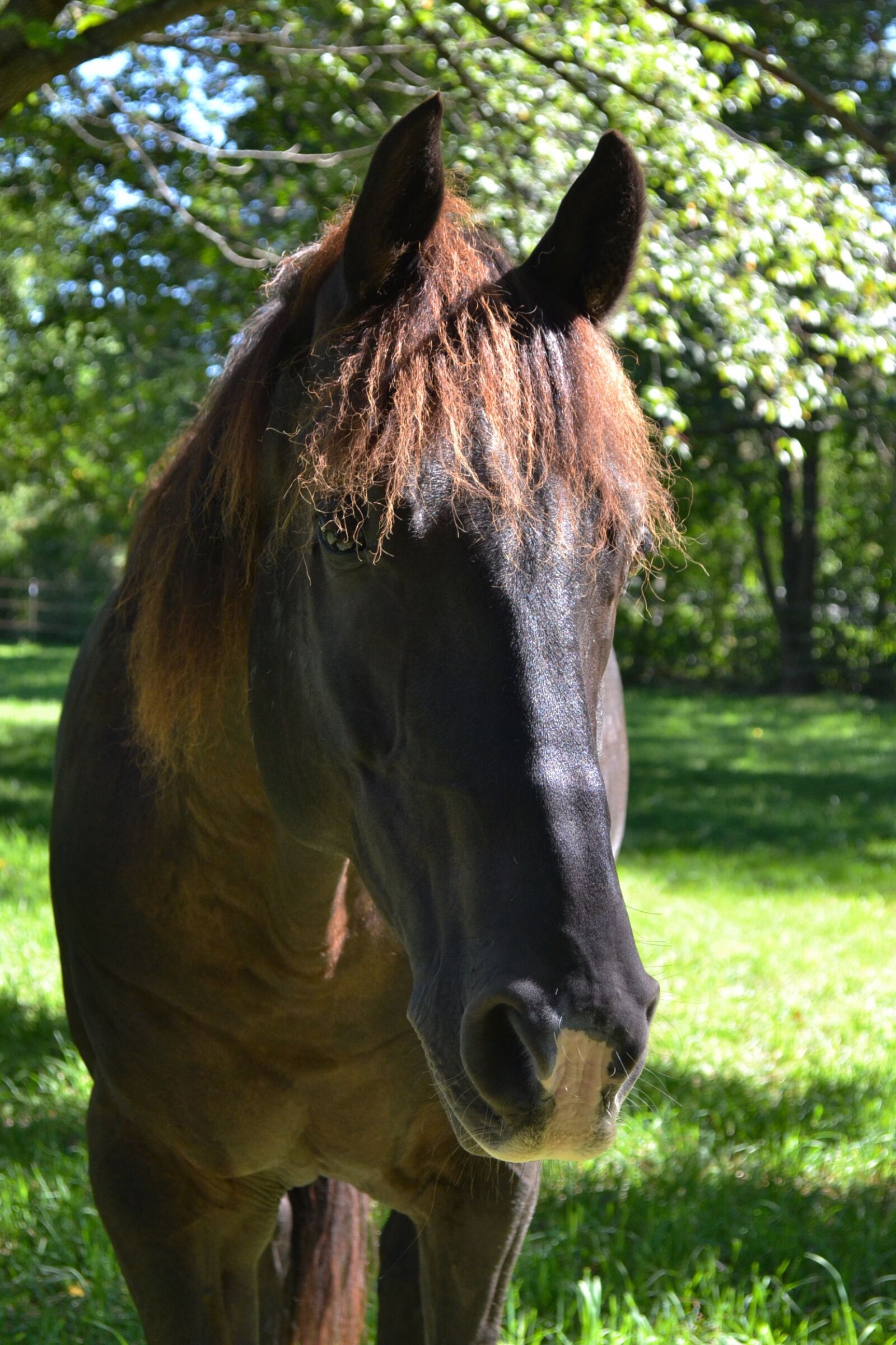 Nikon D3100 sample photo. Horse, black horse, equine photography