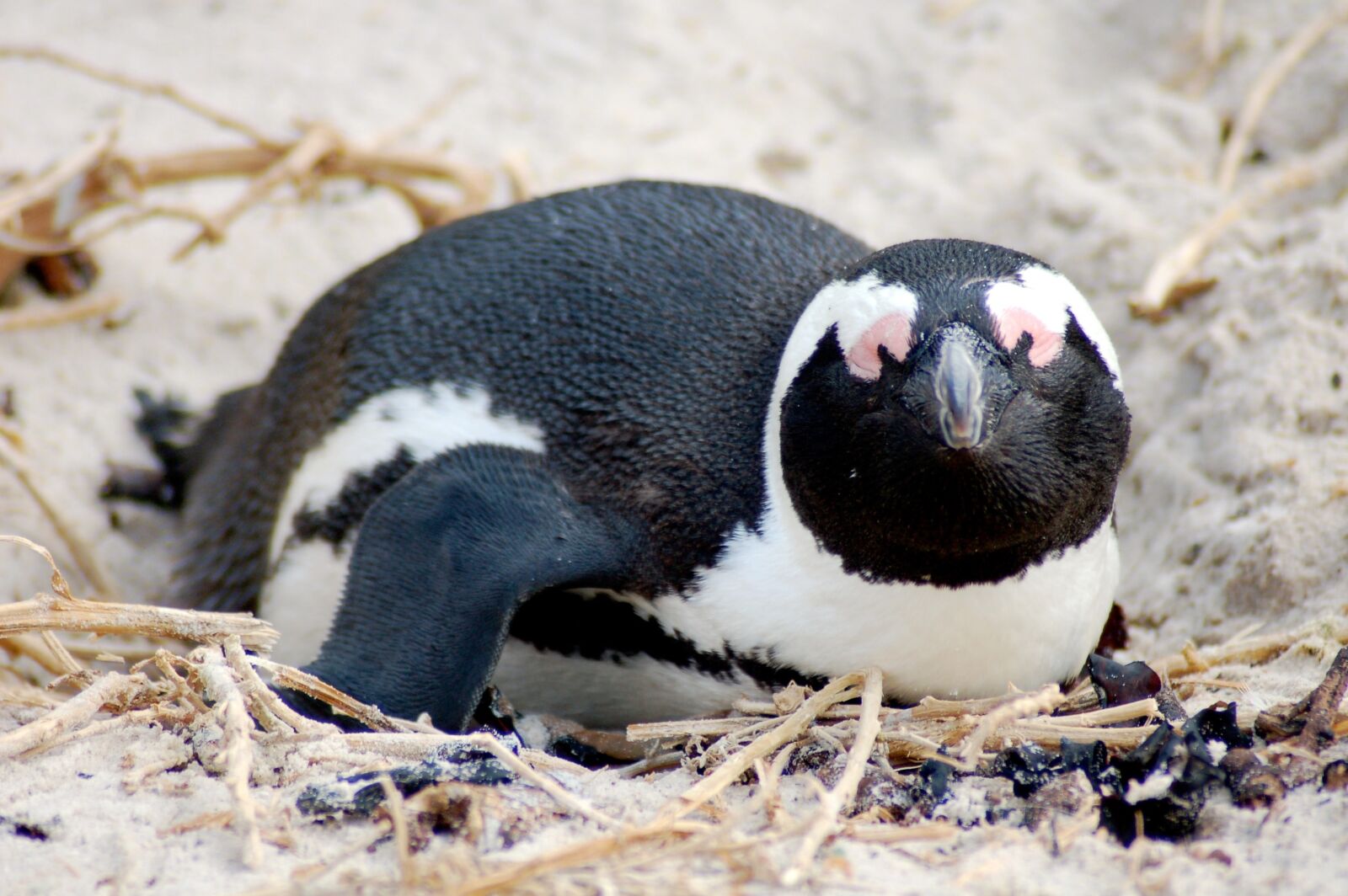 Nikon D50 sample photo. Jackass, penguin, africa photography