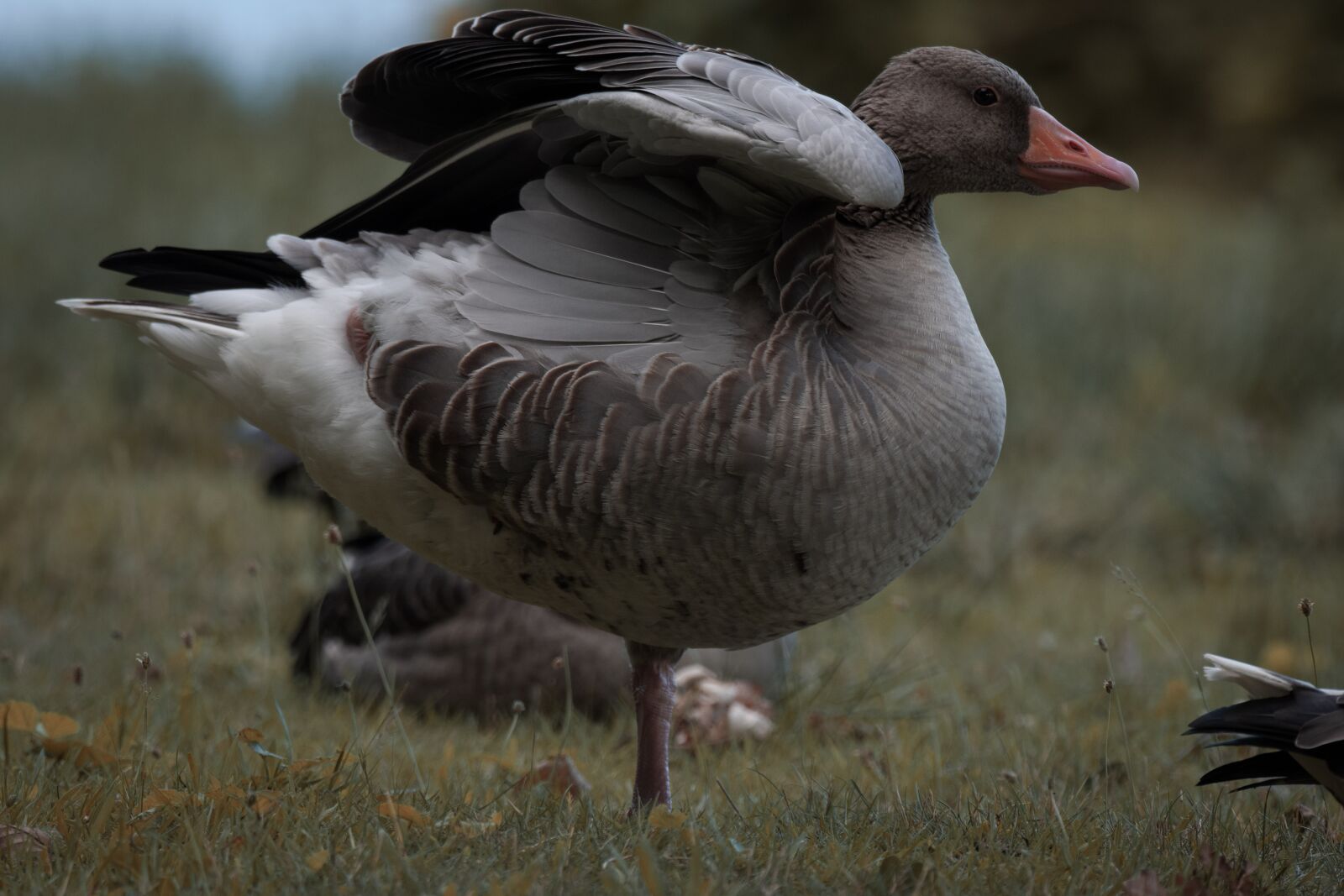 Nikon D5500 sample photo. Goose, duck, bird photography