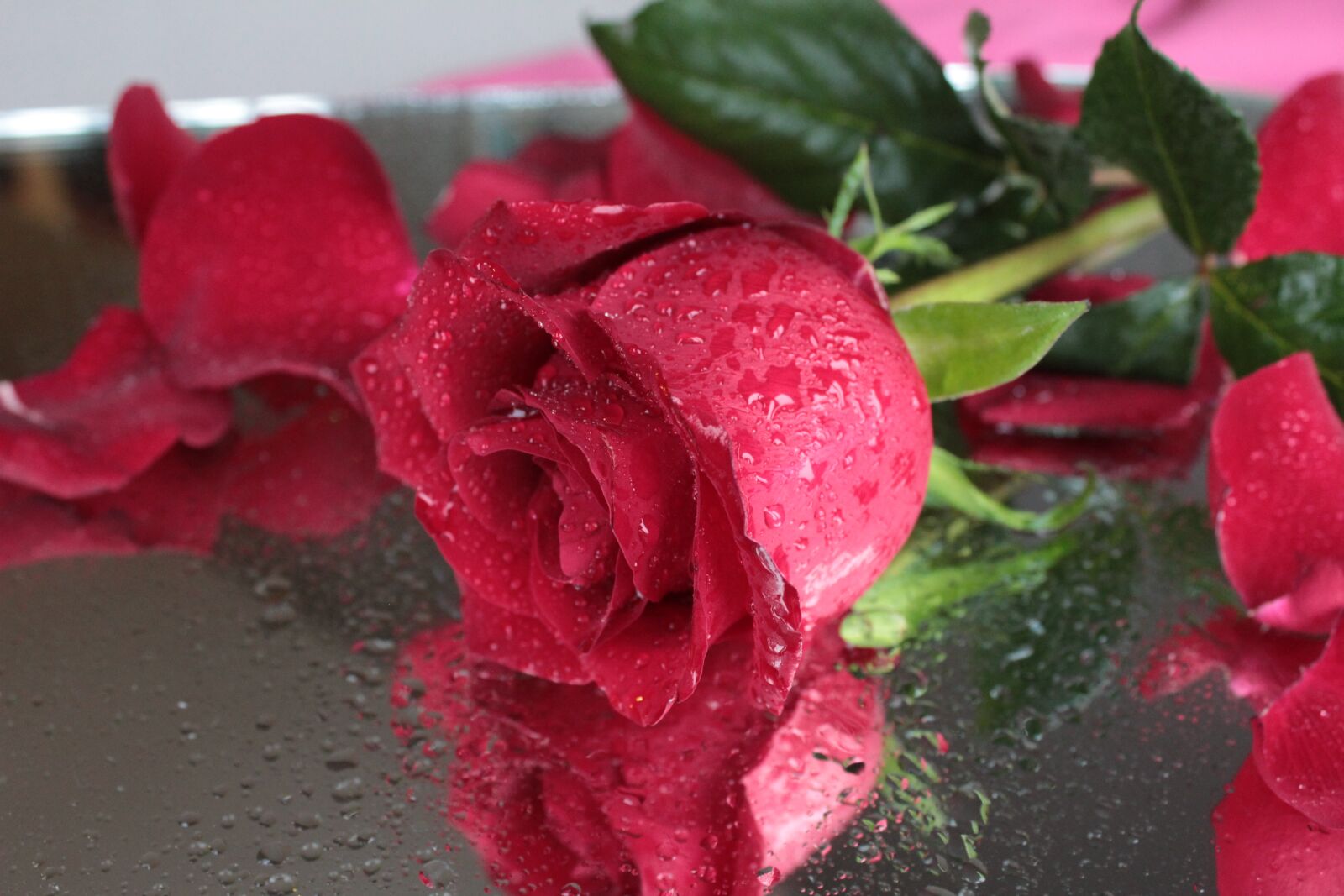 Canon EOS 600D (Rebel EOS T3i / EOS Kiss X5) sample photo. Rose, flower, red rose photography