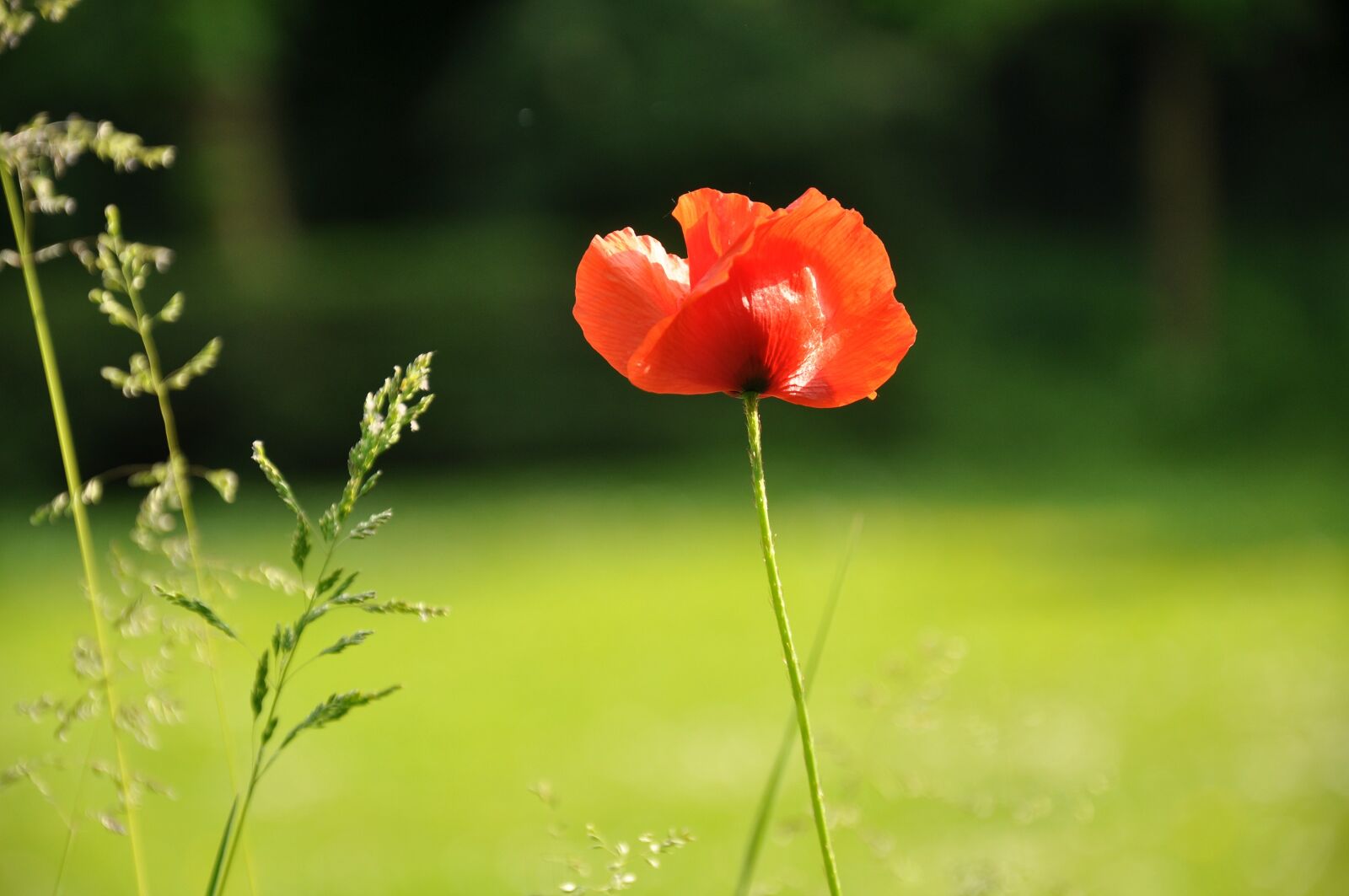 Nikon D90 sample photo. Poppy, flower, petal photography