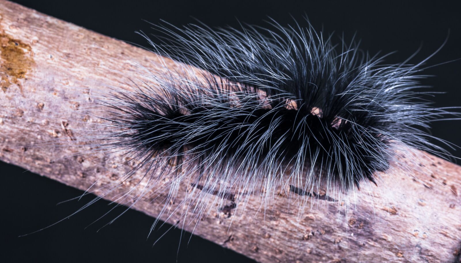 Nikon D5200 sample photo. Caterpillar, insect, prickly photography