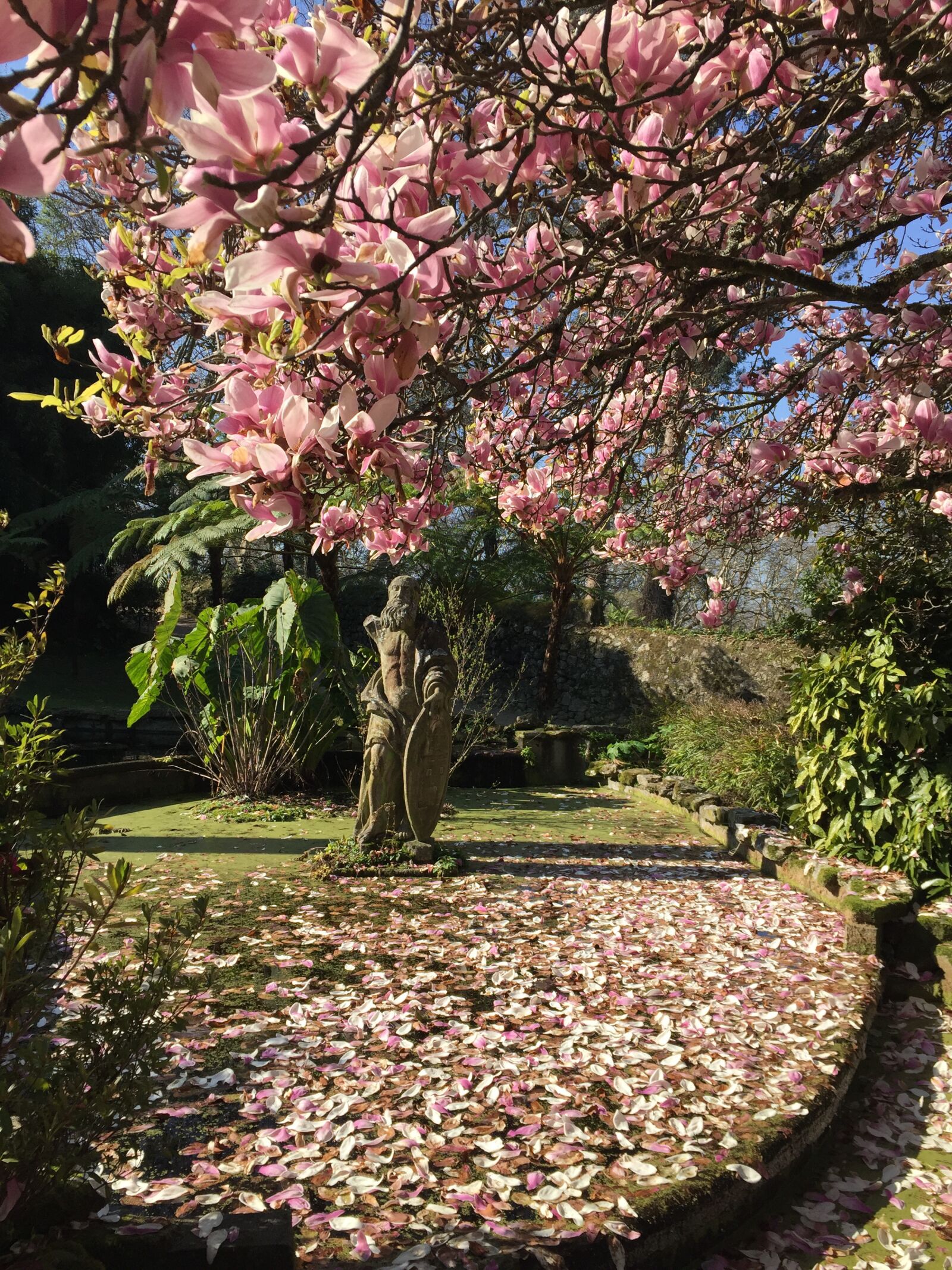 iPhone 6 back camera 4.15mm f/2.2 sample photo. Garden, flowers, spring photography