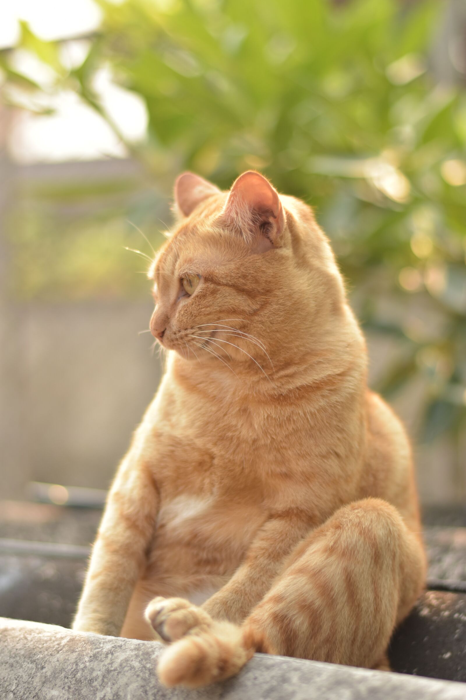 Nikon D3400 sample photo. Cat sitting, orange cat photography