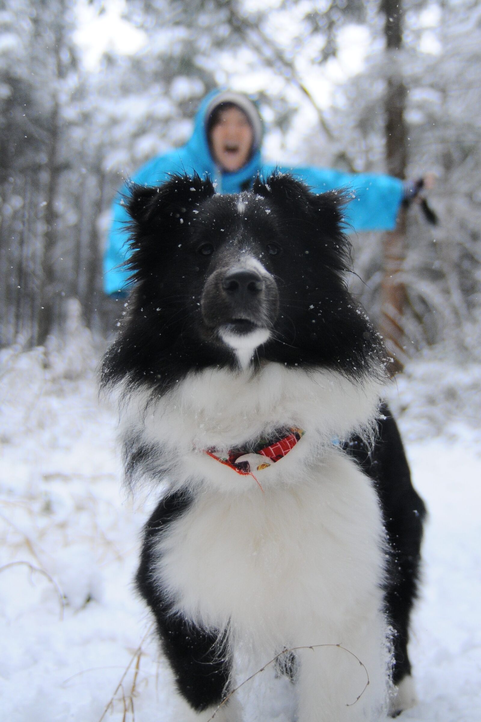 Nikon D300S sample photo. Snow, winter, dog photography