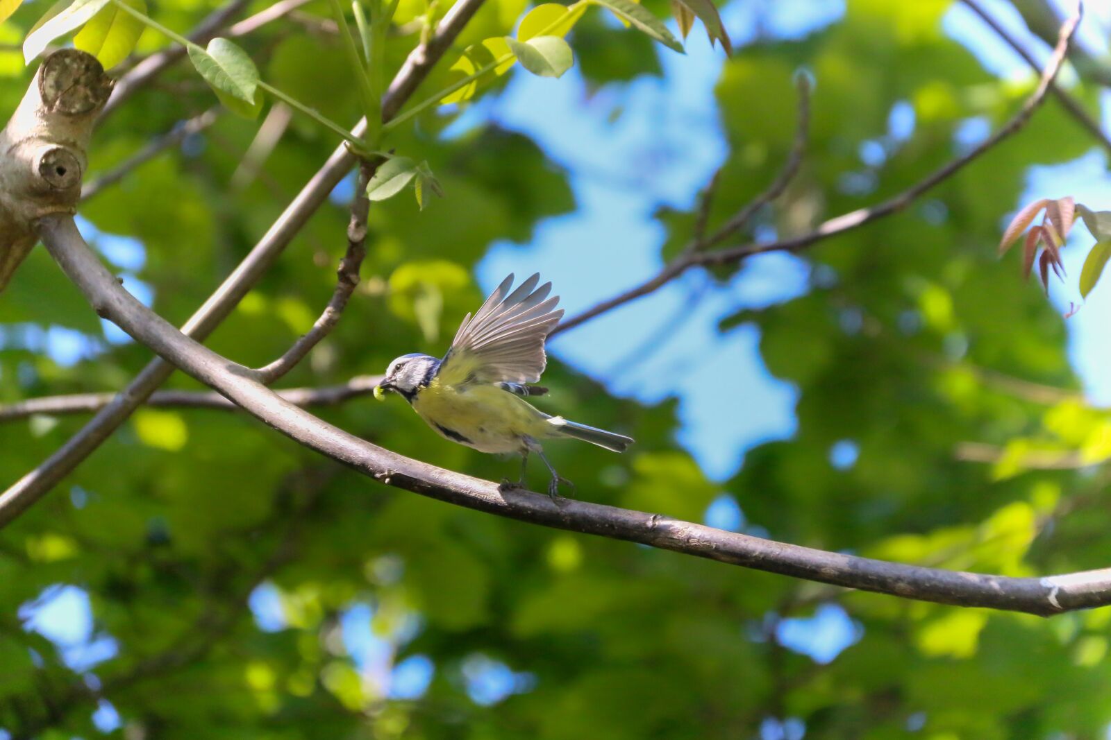 Canon EOS 70D + Canon EF-S 18-200mm F3.5-5.6 IS sample photo. Birds, tit, blue photography