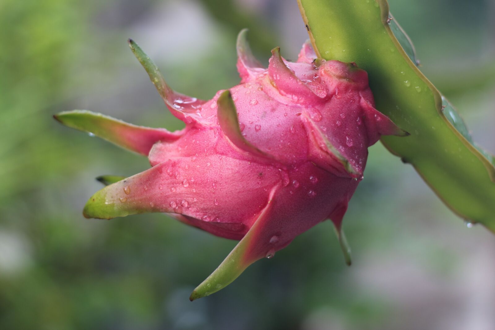 Canon EOS 650D (EOS Rebel T4i / EOS Kiss X6i) + Canon EF 50mm F1.8 II sample photo. Dragon fruit, fruit, pink photography