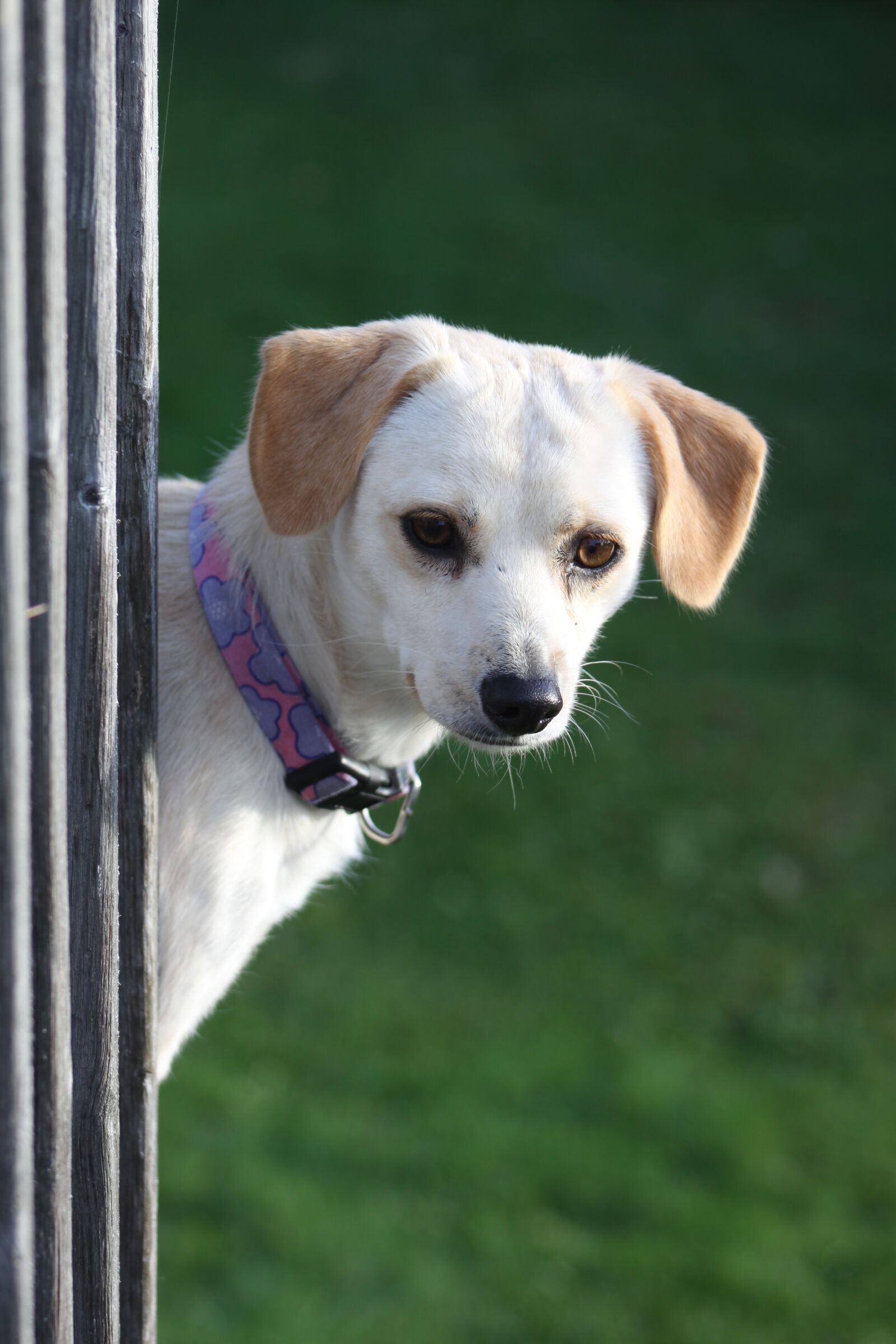 Canon EOS 50D sample photo. Dog, peeking, railing photography