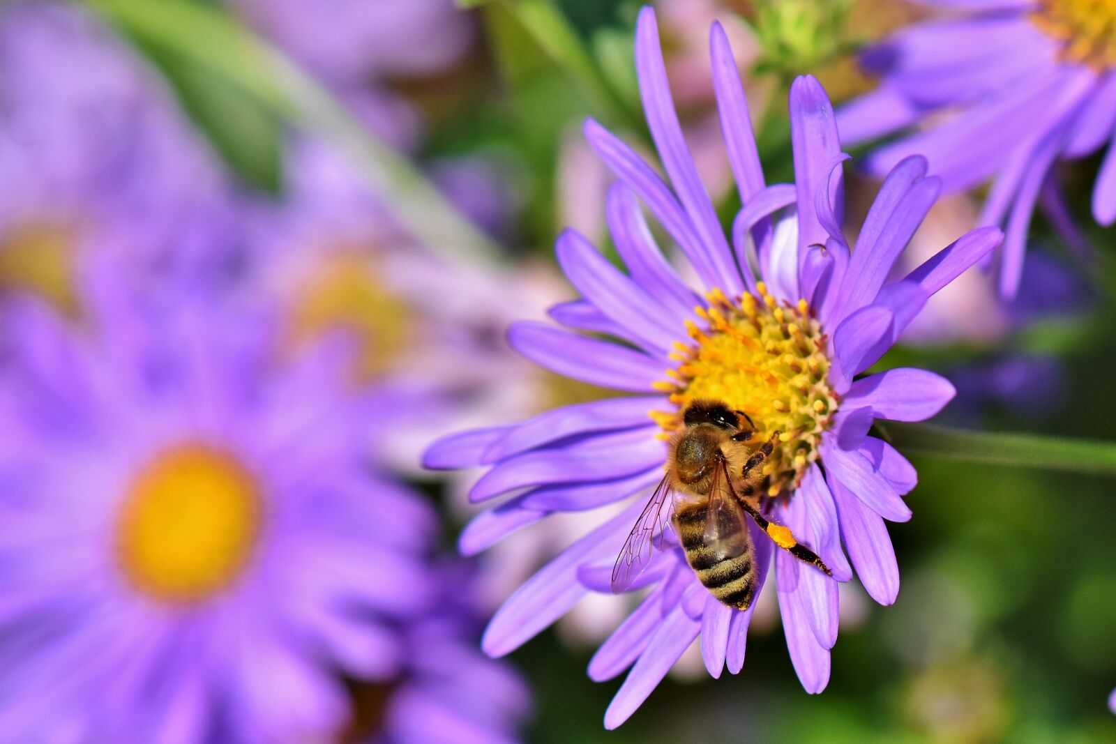 Nikon D7200 sample photo. Bee, honey bee, nectar photography