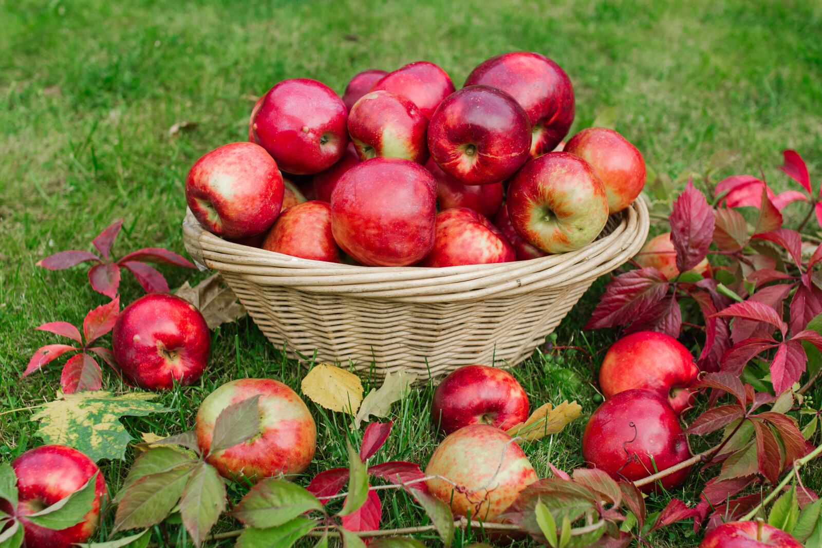 Canon EOS 60D sample photo. Apples, season, autumn photography