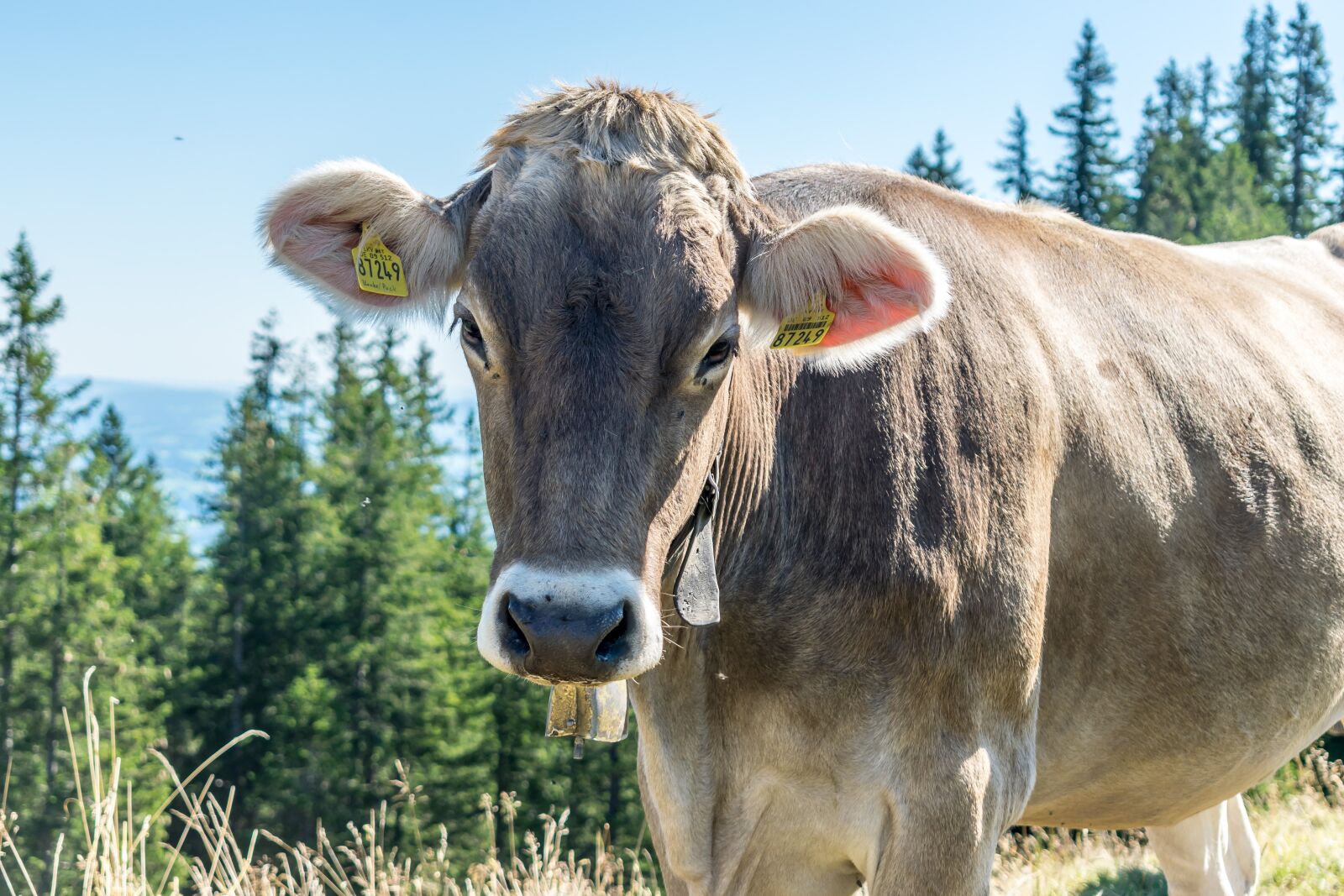Nikon D5300 sample photo. Cow, mountains, bio photography