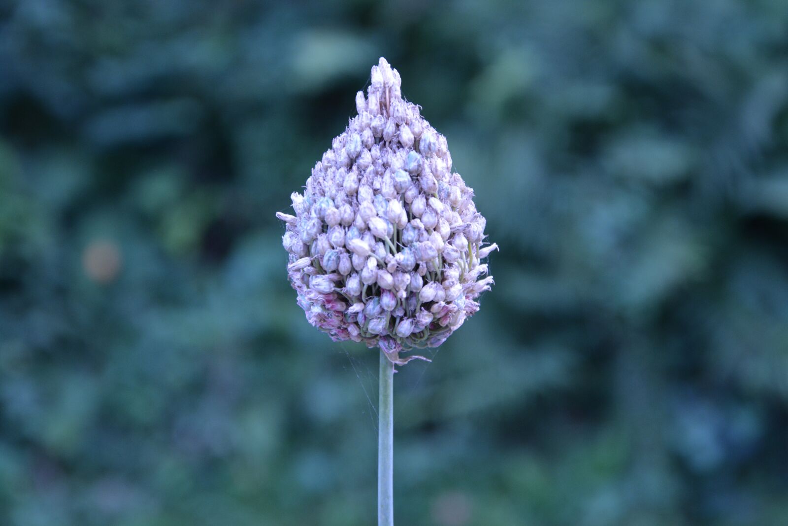 Nikon D5200 sample photo. Flower, nature garden, a photography
