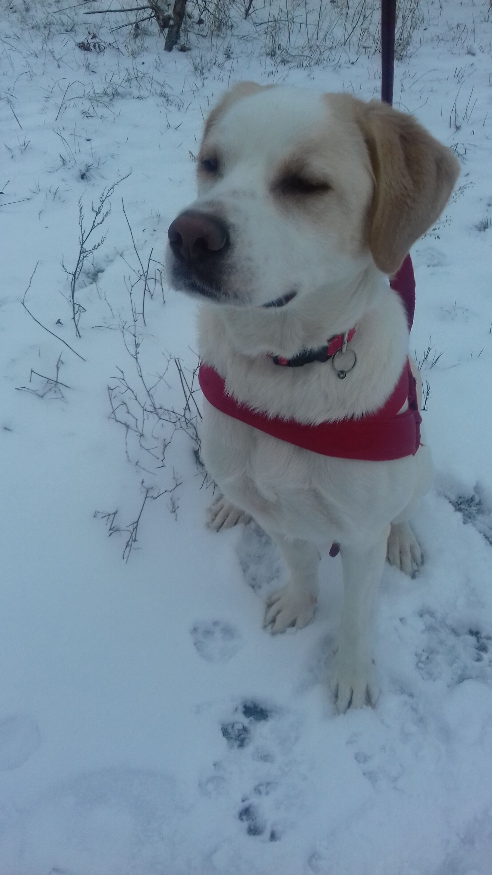 Samsung Galaxy J3(2016) sample photo. Dog, winter, animal photography