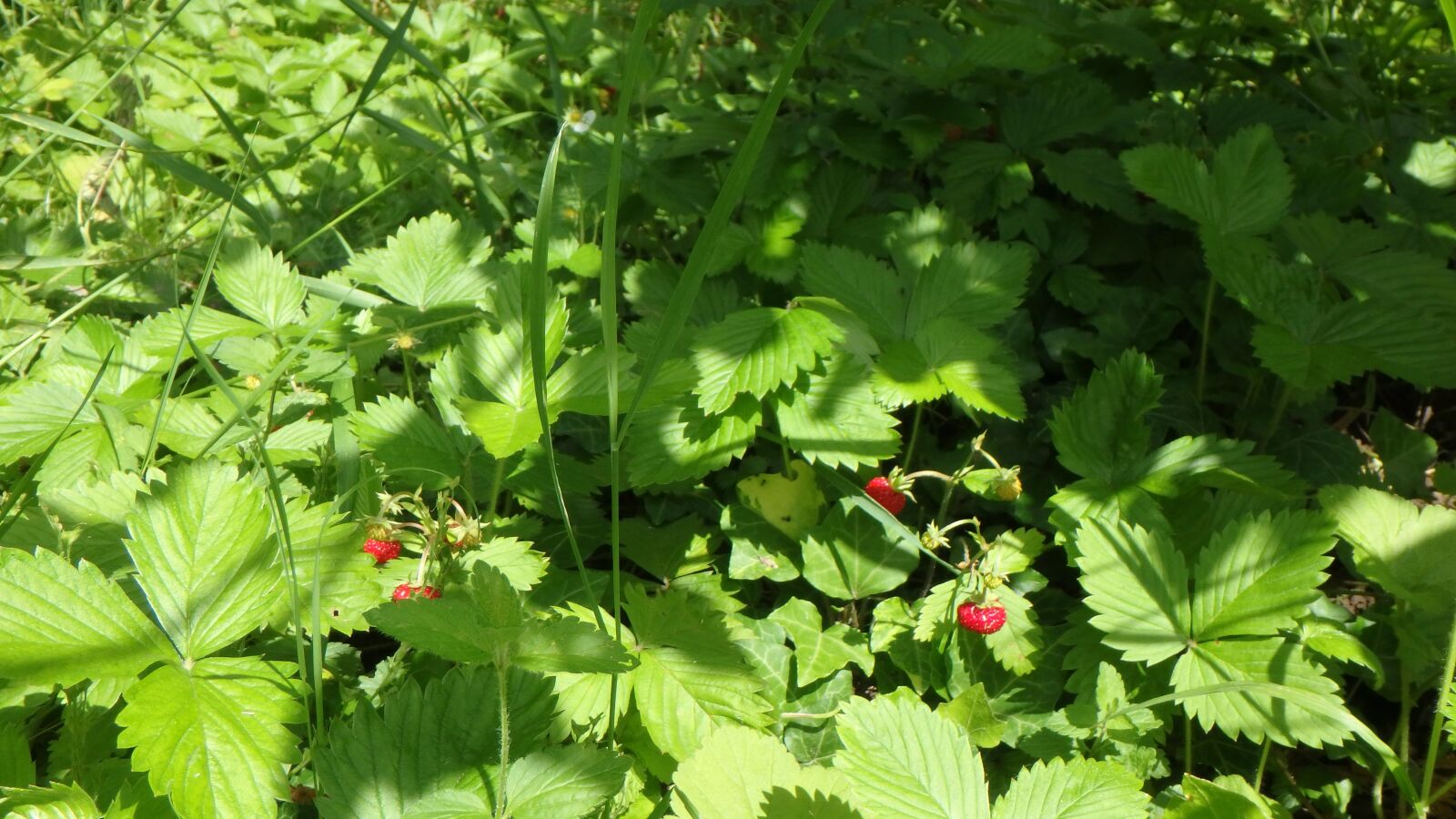 Olympus TG-860 sample photo. Strawberries, wild strawberries, forest photography