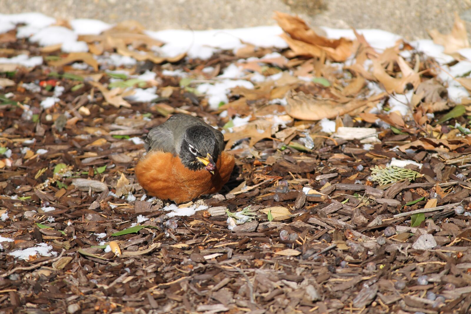 Canon EOS 1100D (EOS Rebel T3 / EOS Kiss X50) sample photo. Turdus migratorius, american robin photography