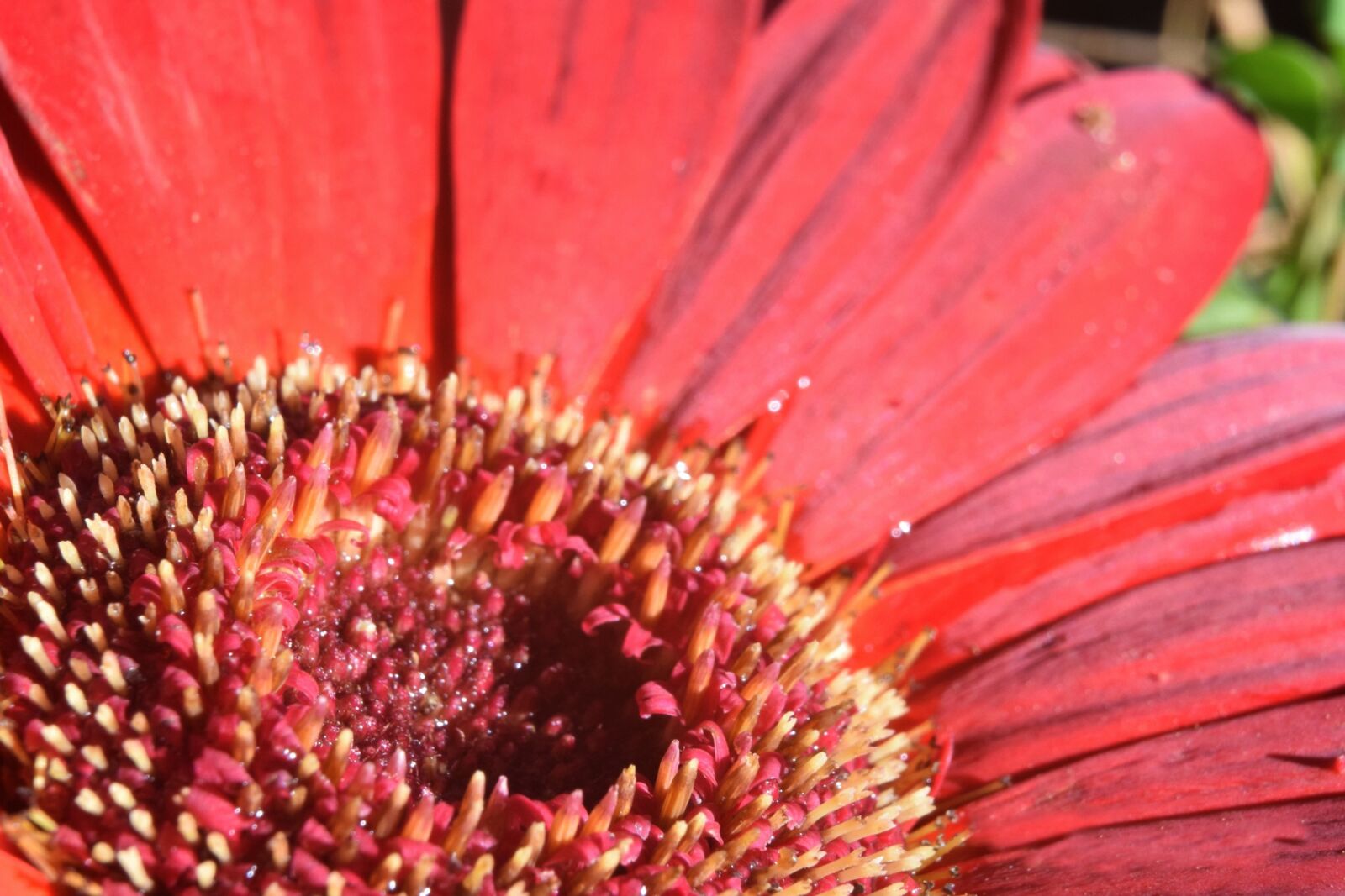 Nikon D5300 sample photo. Flower, macro, margaret photography