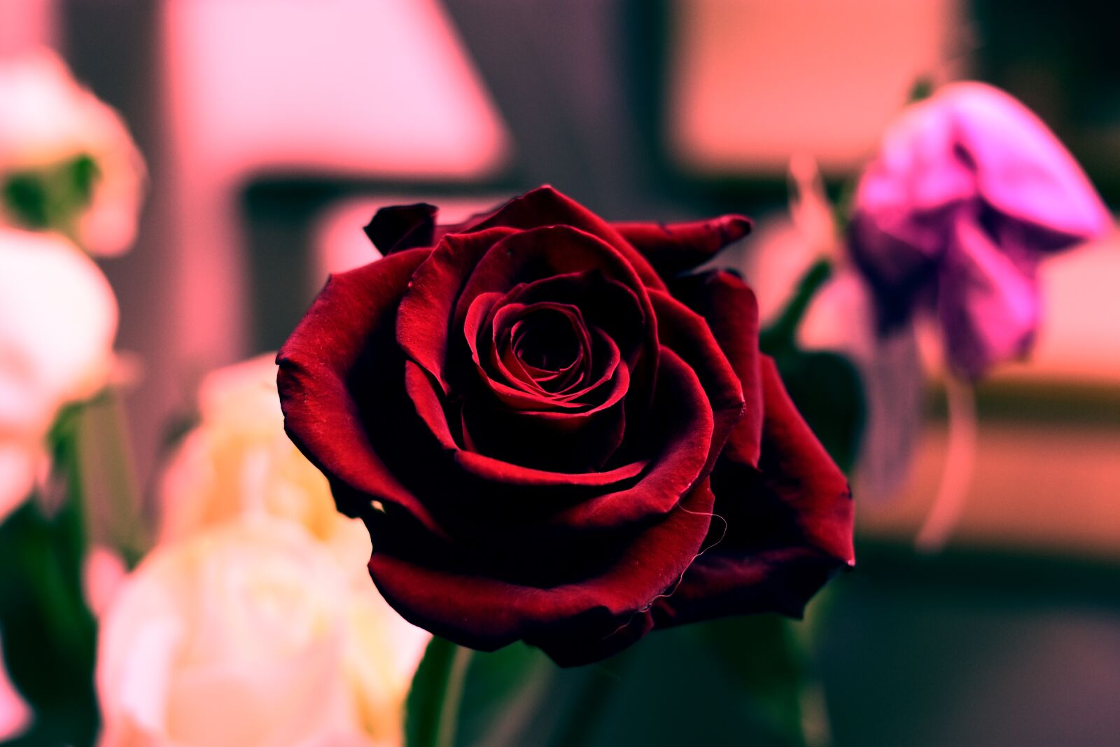 Nikon D3400 sample photo. Flower, rosa, petal photography
