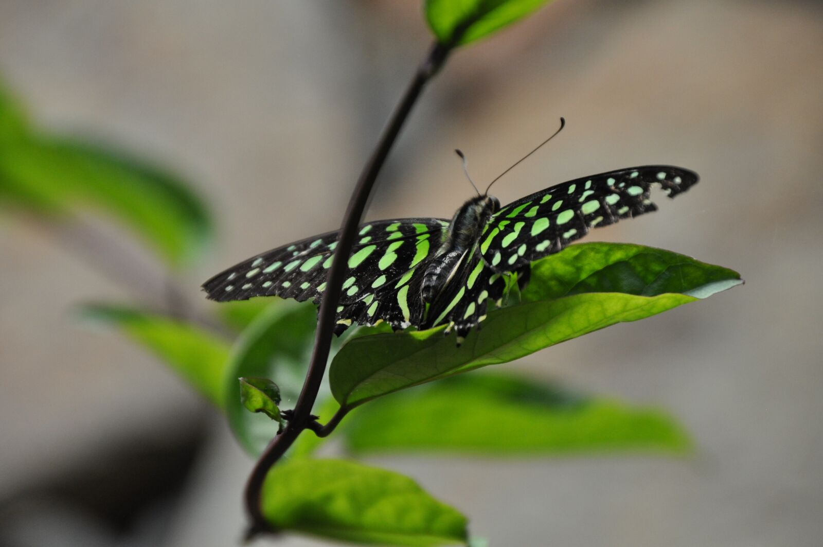 Nikon D5000 sample photo. Butterfly, leaf, insect photography