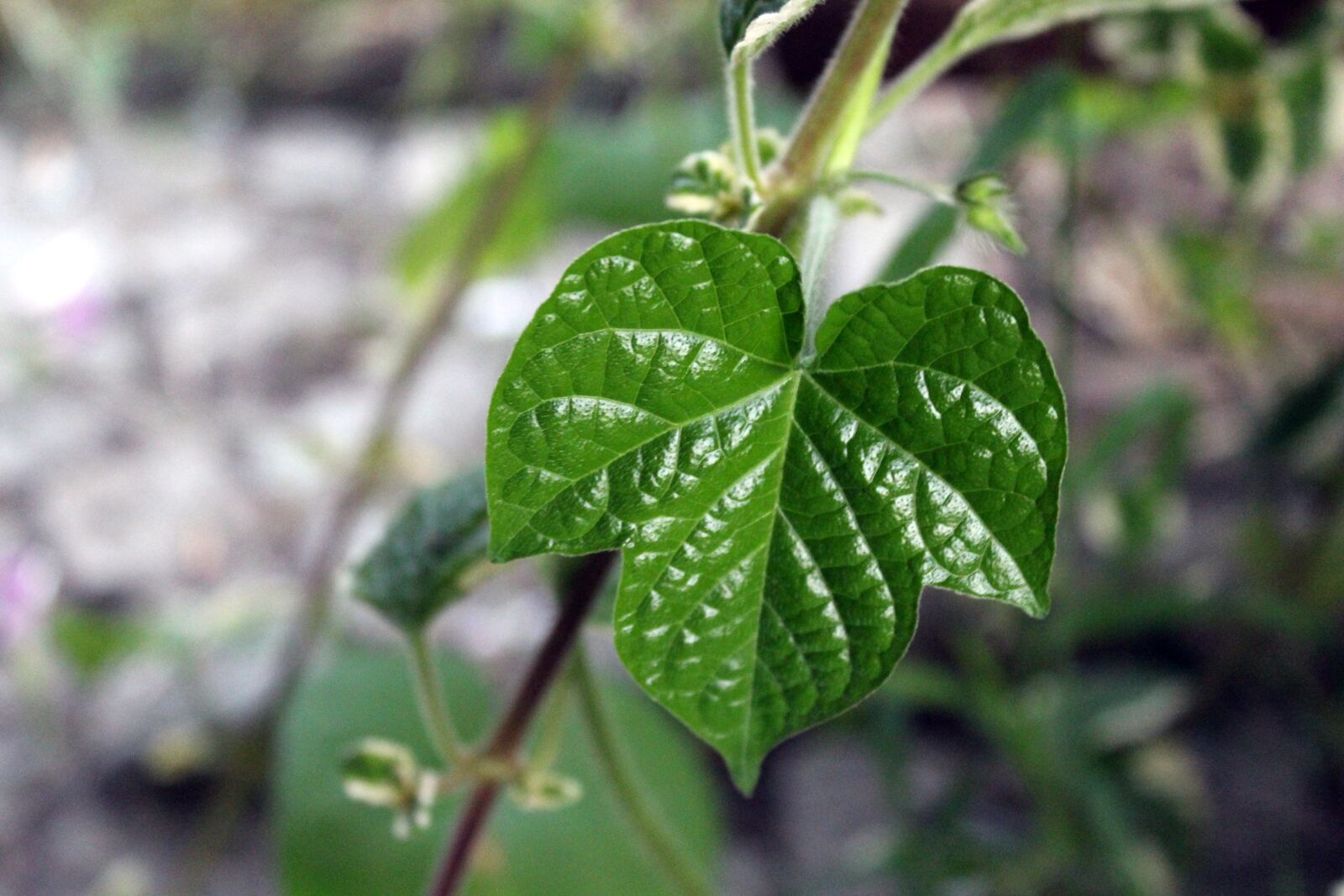 Canon EOS 1200D (EOS Rebel T5 / EOS Kiss X70 / EOS Hi) sample photo. Leaf, green, summer photography