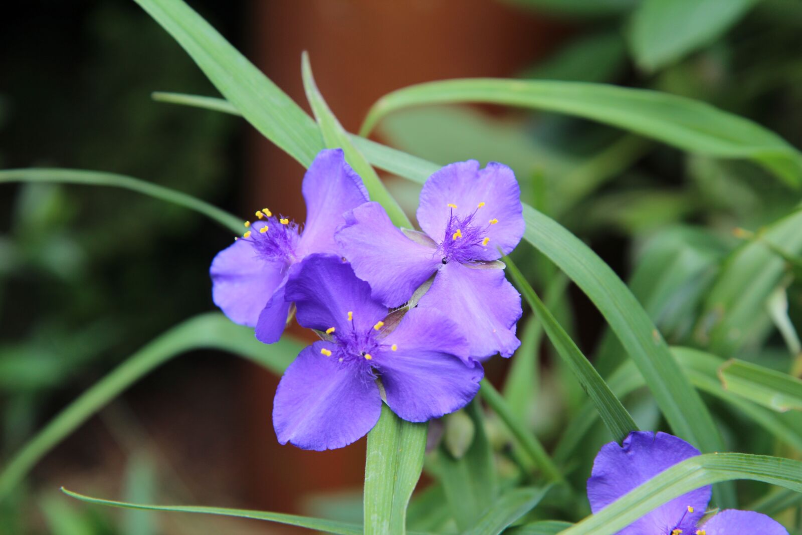 Canon EOS 600D (Rebel EOS T3i / EOS Kiss X5) sample photo. Flowering, purple flower, color photography
