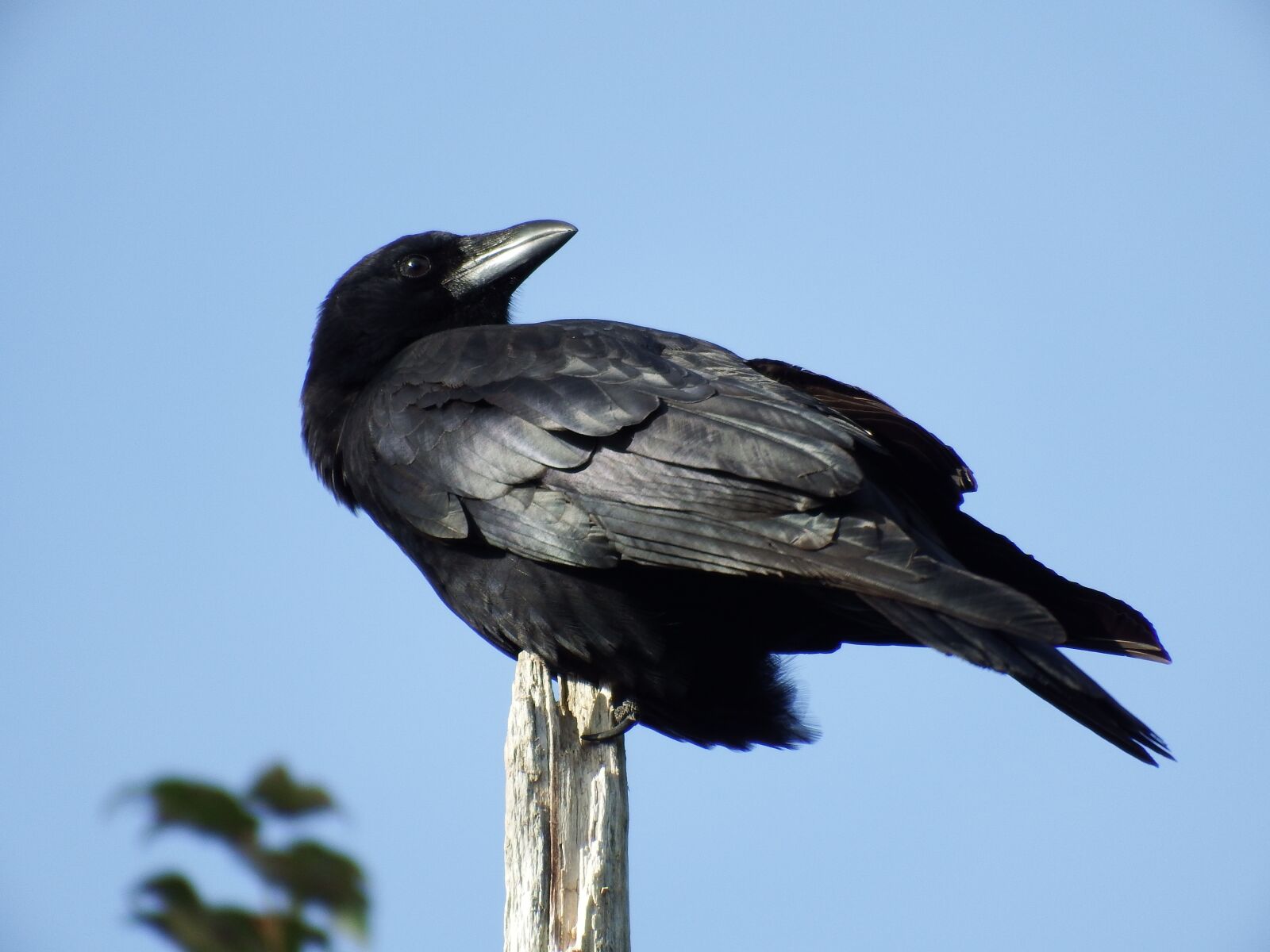 Fujifilm FinePix S1 sample photo. Crow, birch tree, blue photography