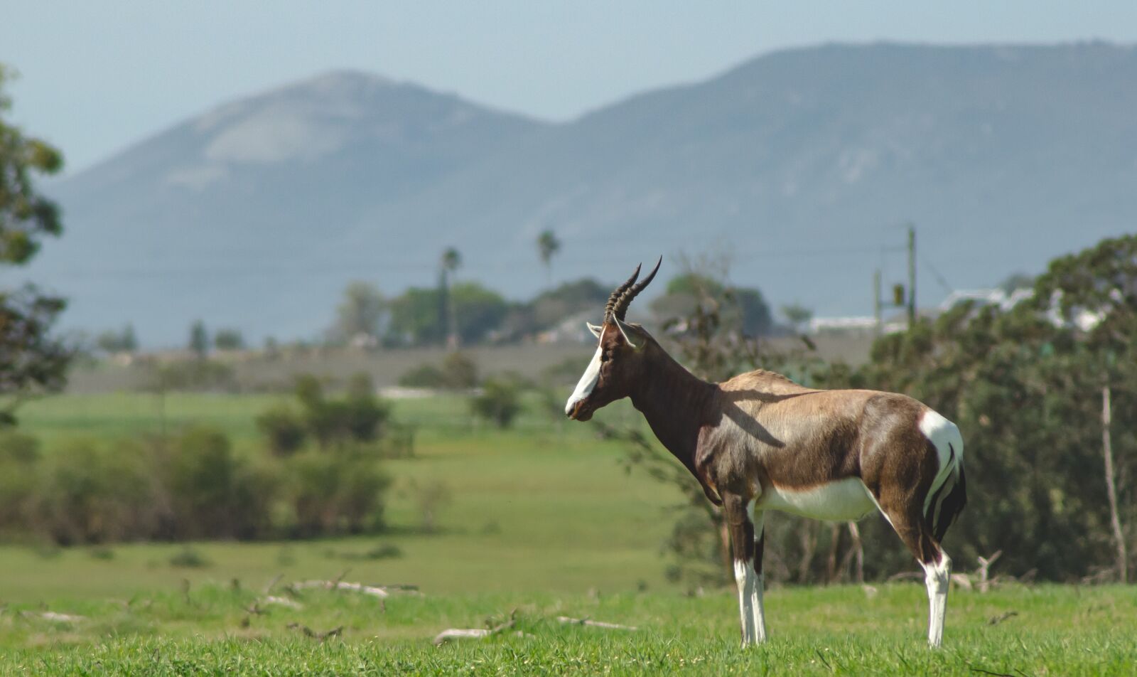 Nikon D7000 sample photo. Bontebok, africa, safari photography