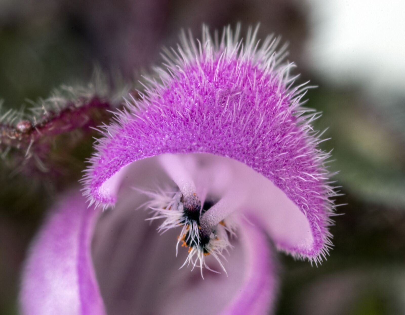 Canon MP-E 65mm F2.5 1-5x Macro Photo sample photo. Nature, flower, flora photography