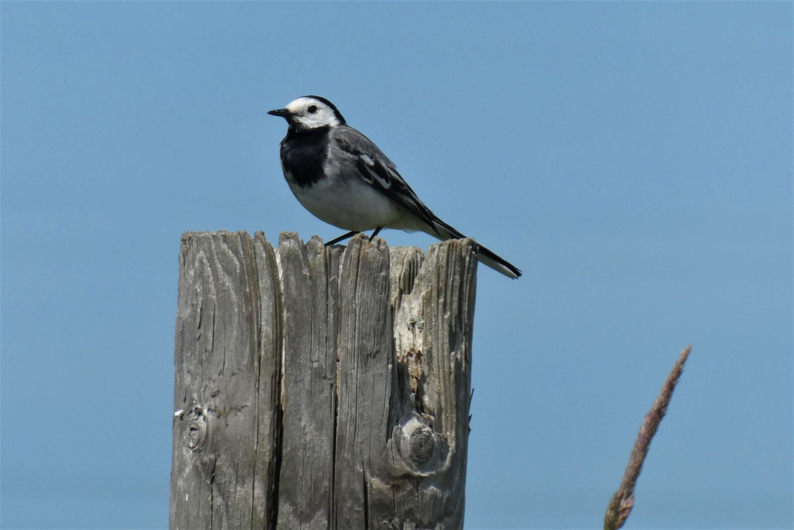 Panasonic Lumix DC-ZS70 (Lumix DC-TZ90) sample photo. Wagtail, bird, pasture photography