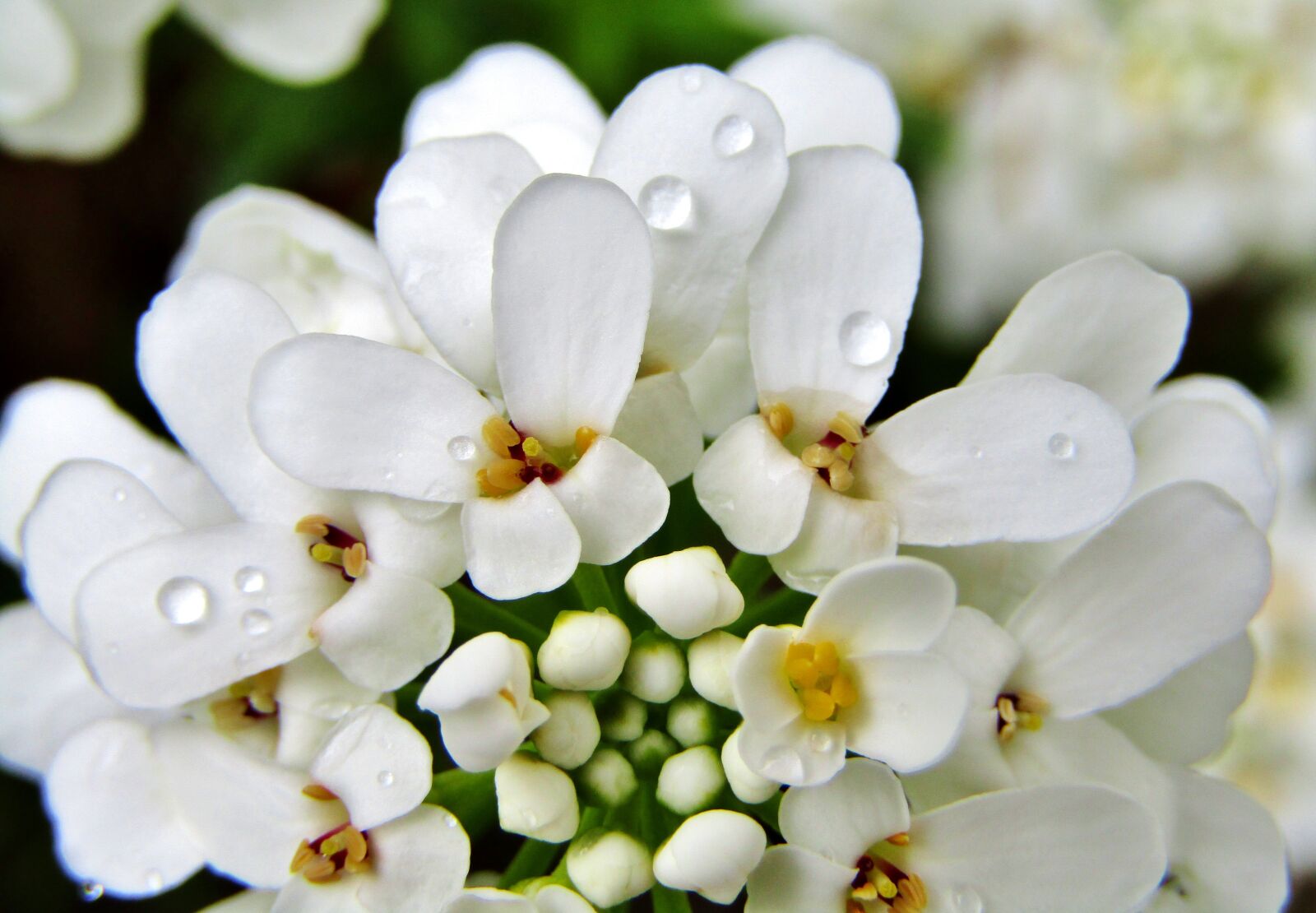 Canon POWERSHOT SX432 IS sample photo. Cushion flower, white ground photography