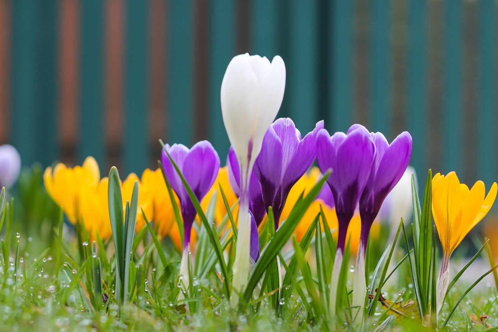 Canon EOS 60D + Canon EF 50mm F1.8 II sample photo. Nature, flower, plant photography