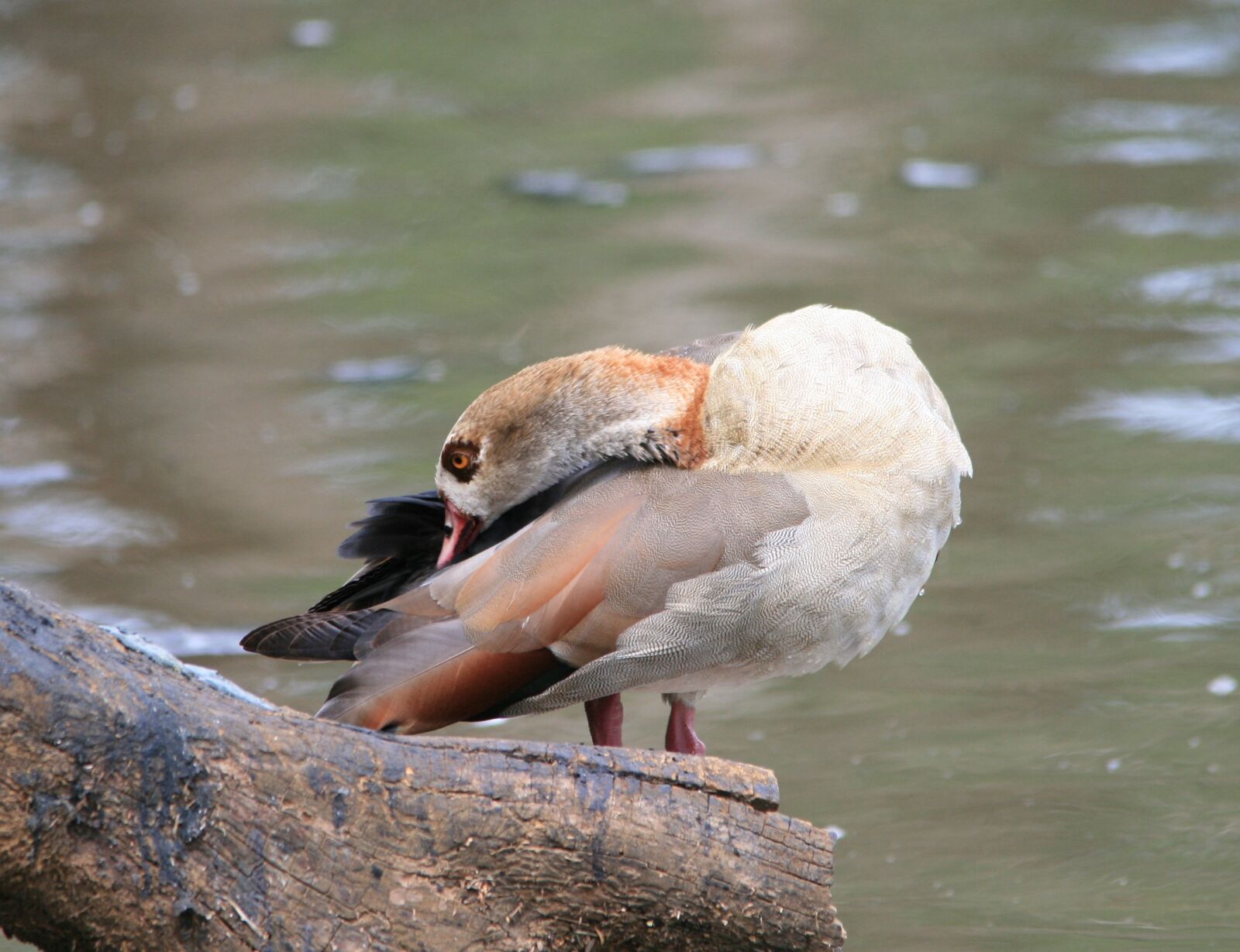Canon EOS 400D (EOS Digital Rebel XTi / EOS Kiss Digital X) sample photo. Egyptian goose, goose, brown photography