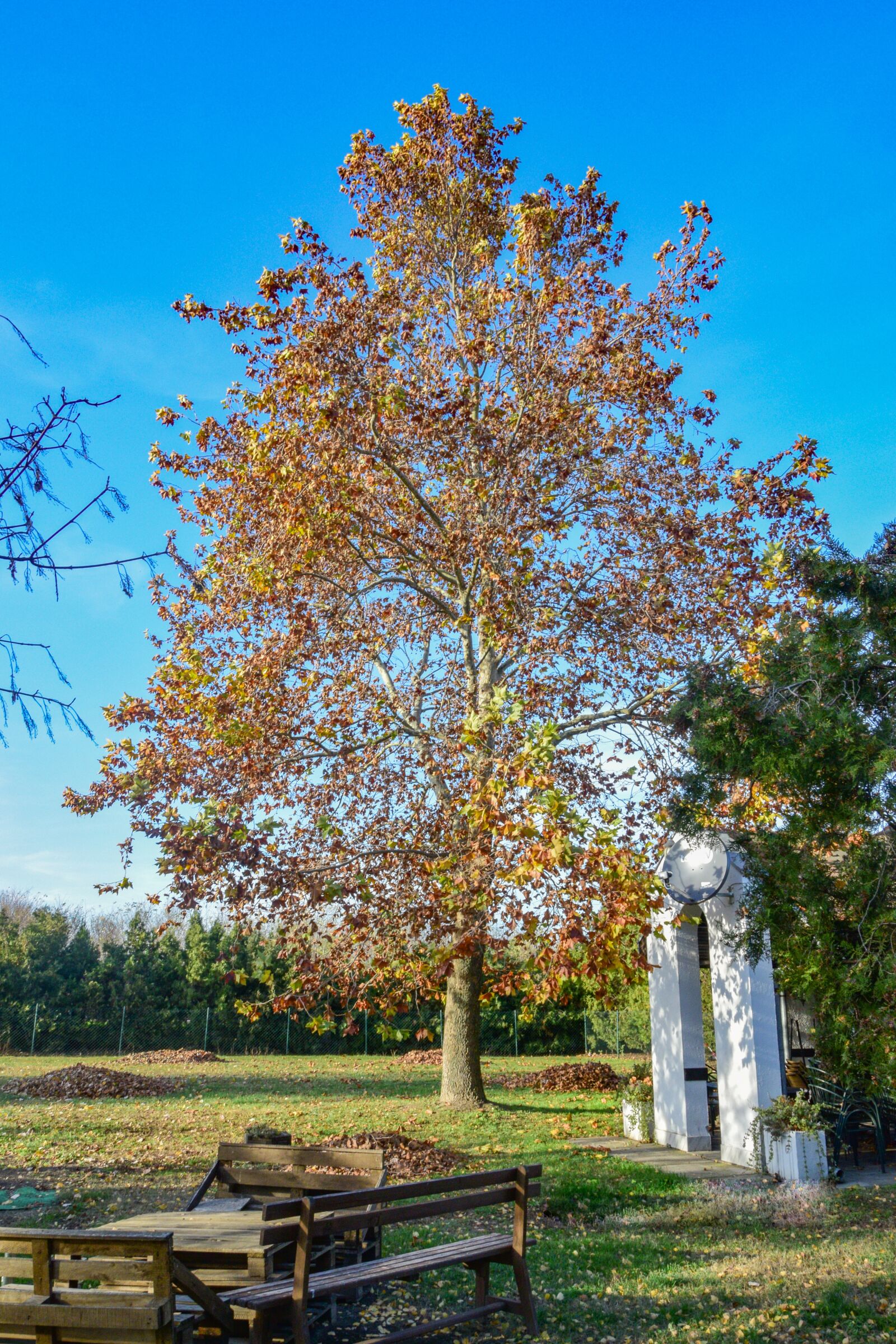 Nikon D3300 sample photo. Autumn, nature, green photography