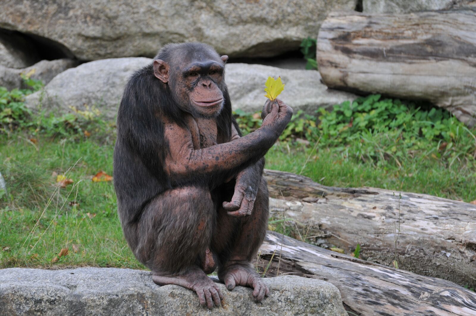 Nikon D300 sample photo. Zoo, hellabrunn, munich photography