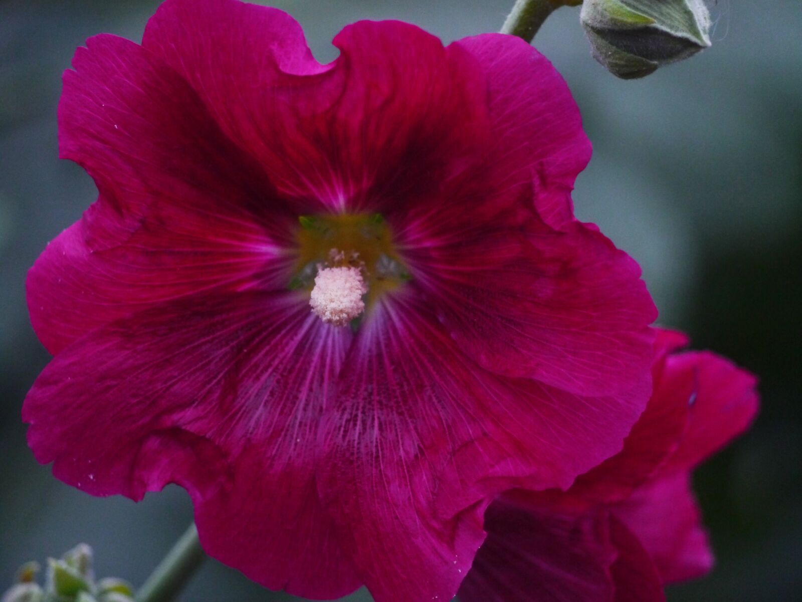 Panasonic Lumix DMC-GX1 sample photo. Althaea rosea, hana aoi photography