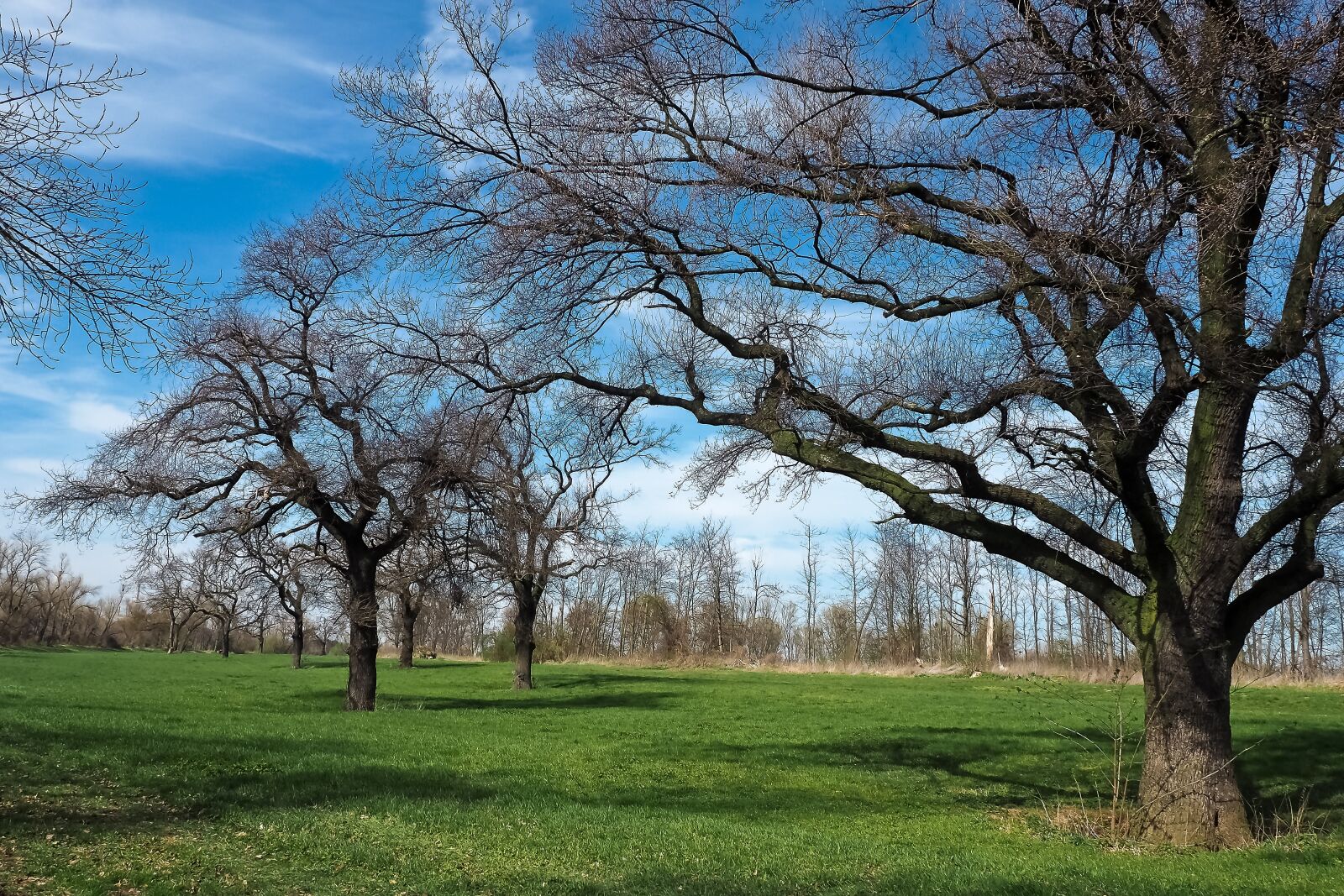 Olympus OM-D E-M10 sample photo. Landscape, meadowlands, trees photography