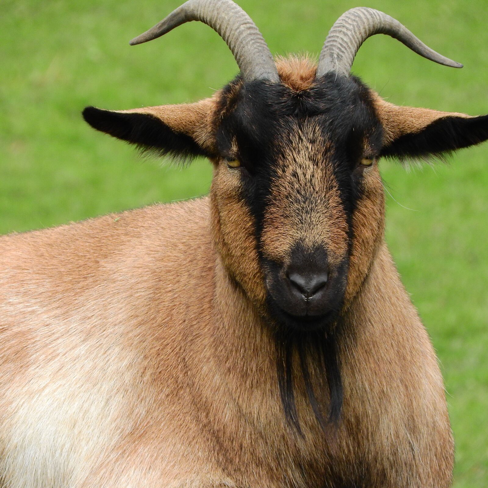 Nikon Coolpix P610 sample photo. Goat, corners, beard photography