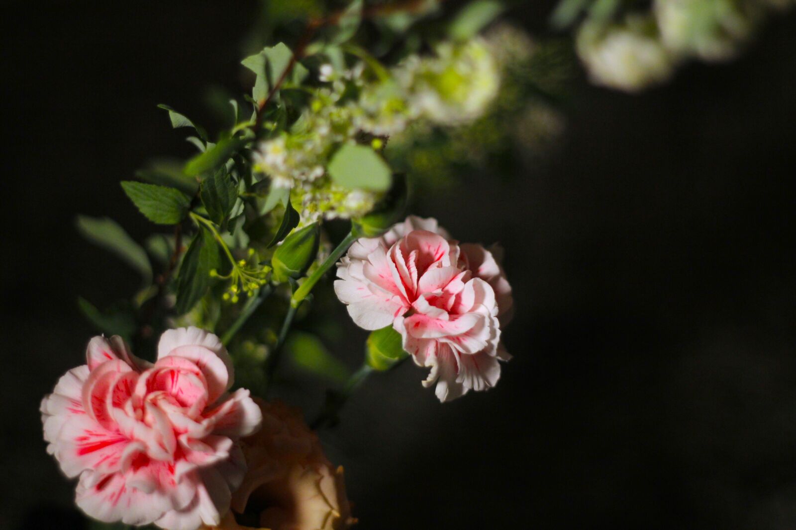 Canon EOS 550D (EOS Rebel T2i / EOS Kiss X4) sample photo. Flowers, natural, plant photography
