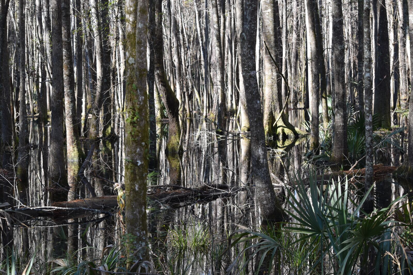 Nikon D5500 sample photo. Trees, wetland, south photography