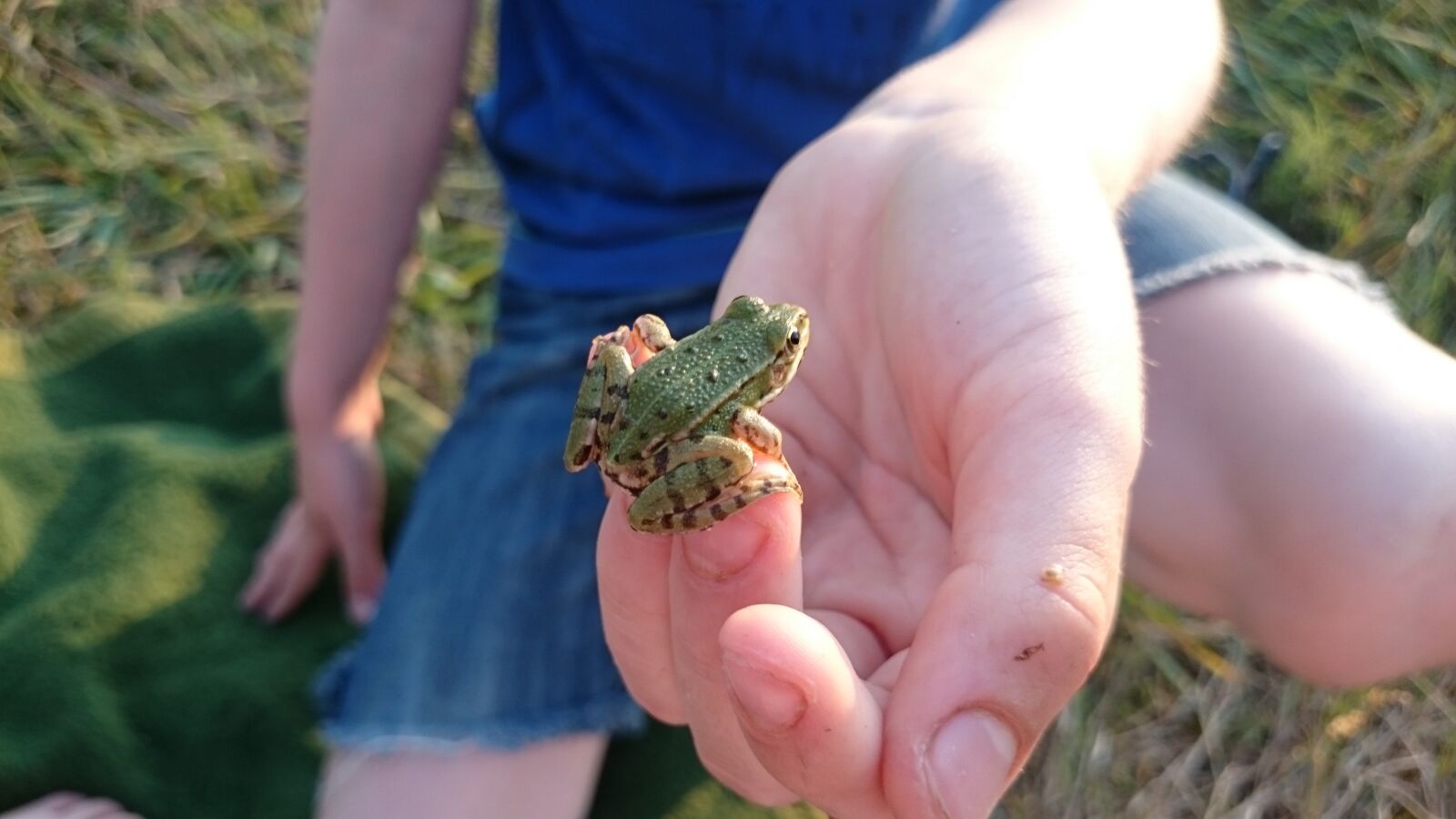 Sony Xperia Z1 Compact sample photo. Frog, nature, animals photography