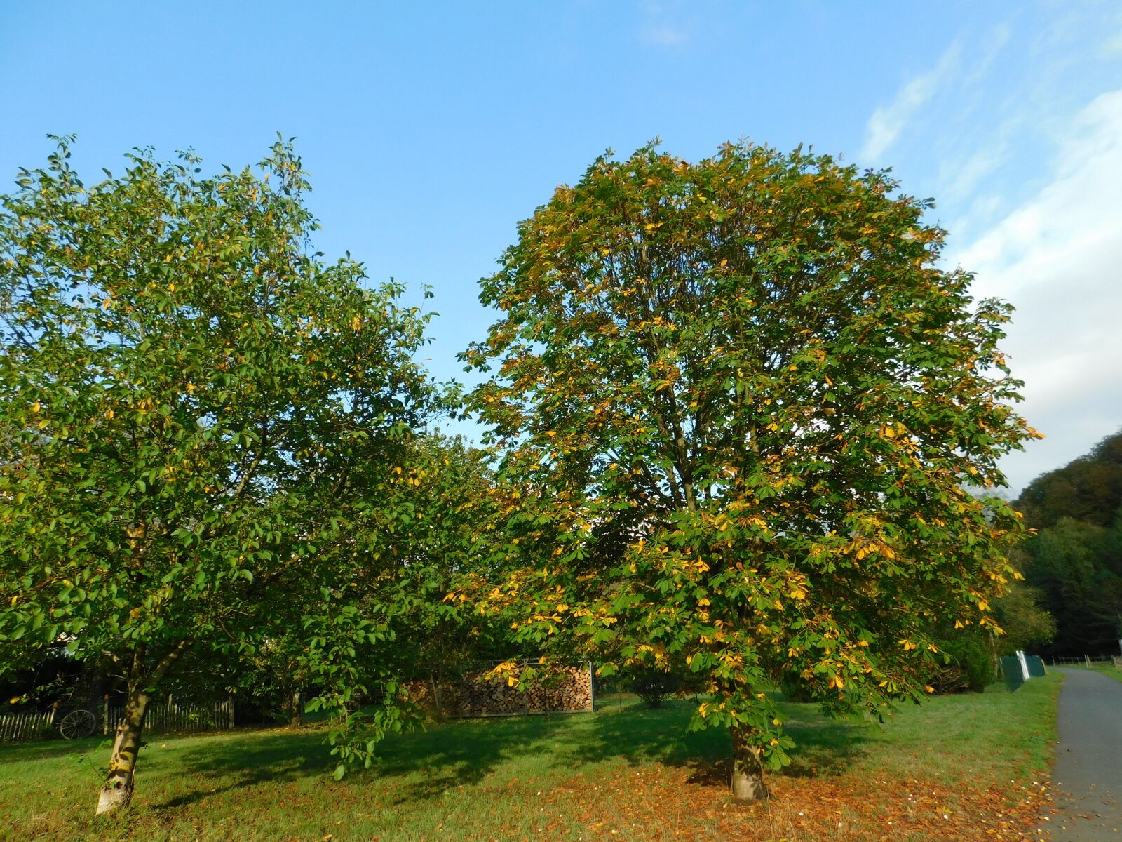 Nikon Coolpix B500 sample photo. Autumn, tree, crown photography