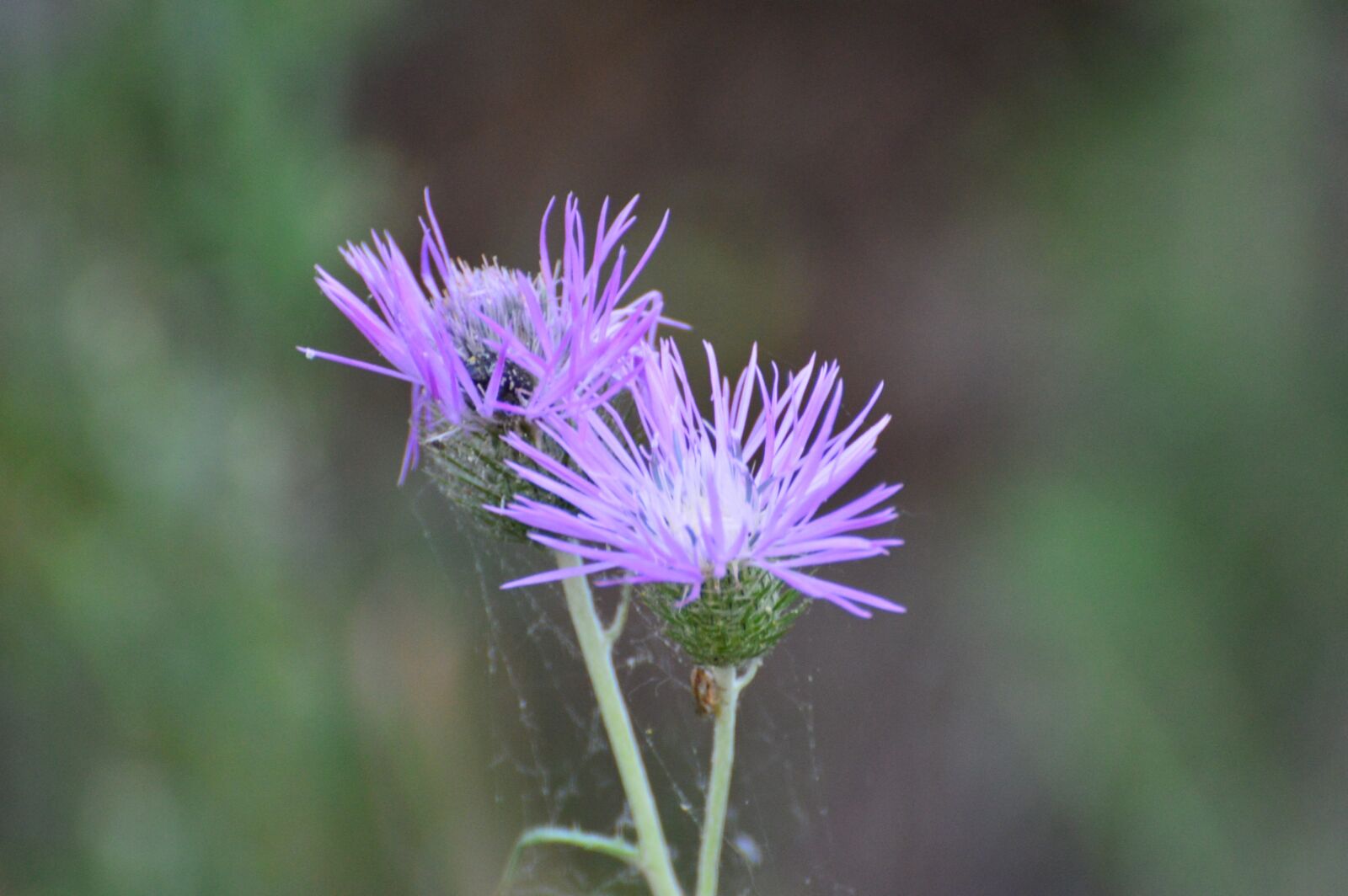 Nikon D3200 sample photo. Wild flower, purple, violet photography