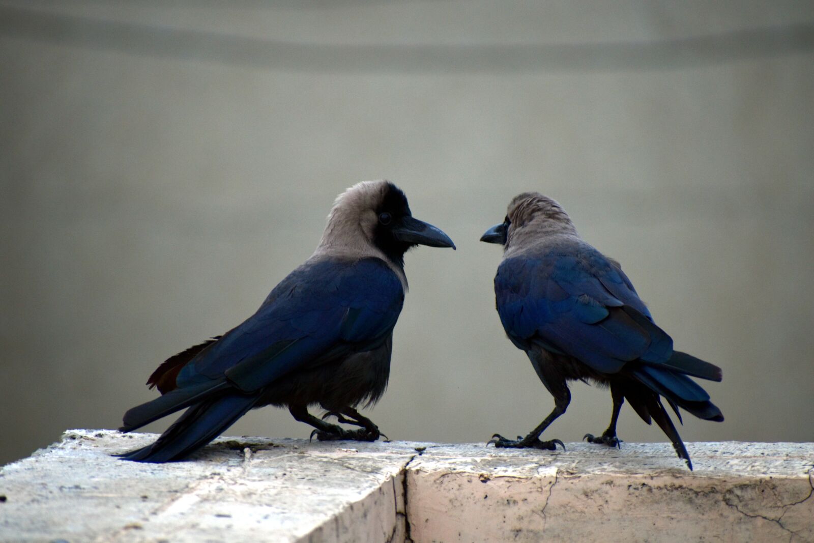 Nikon D5600 sample photo. Two crows, pair, corvus photography