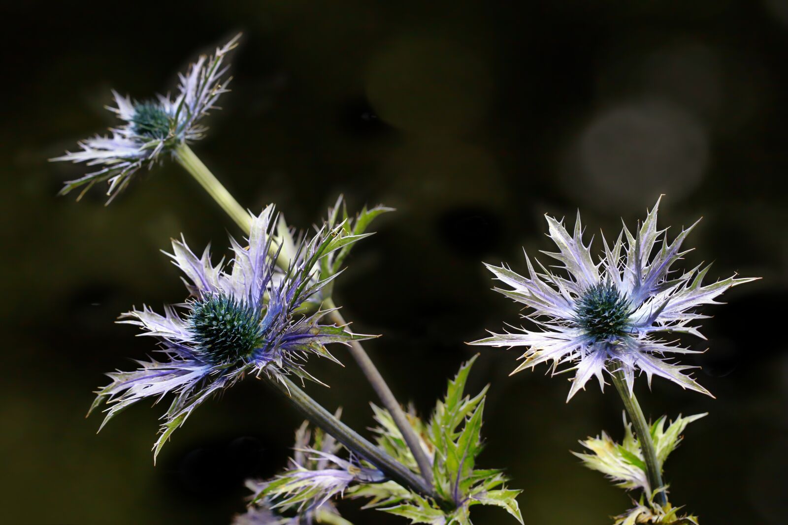 Canon EOS 600D (Rebel EOS T3i / EOS Kiss X5) sample photo. Thistle, flower, plant photography