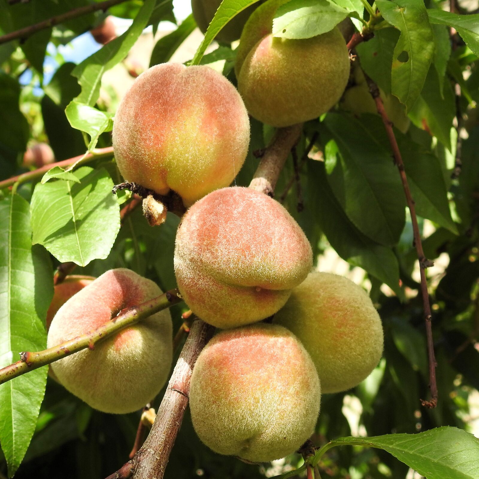 Nikon Coolpix P900 sample photo. Peaches, peach tree, fruit photography