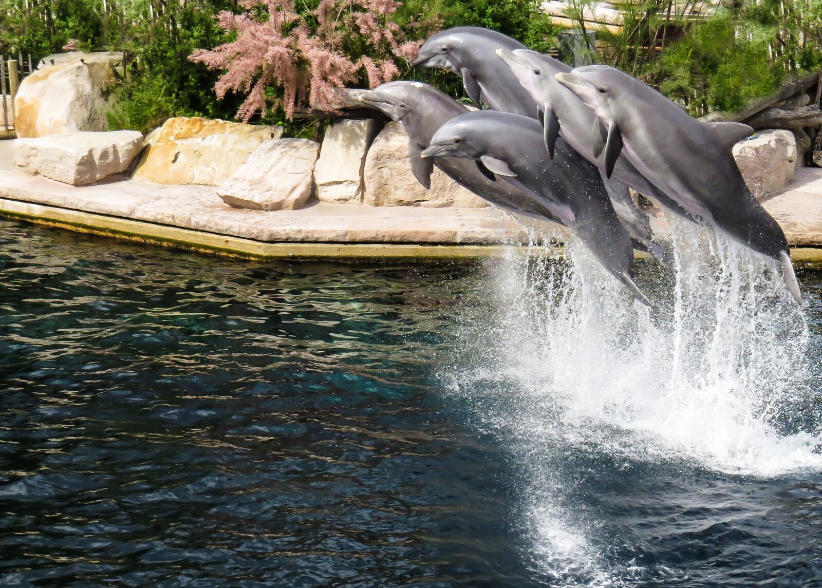Canon PowerShot SX50 HS sample photo. Dolphin, pinball, show photography