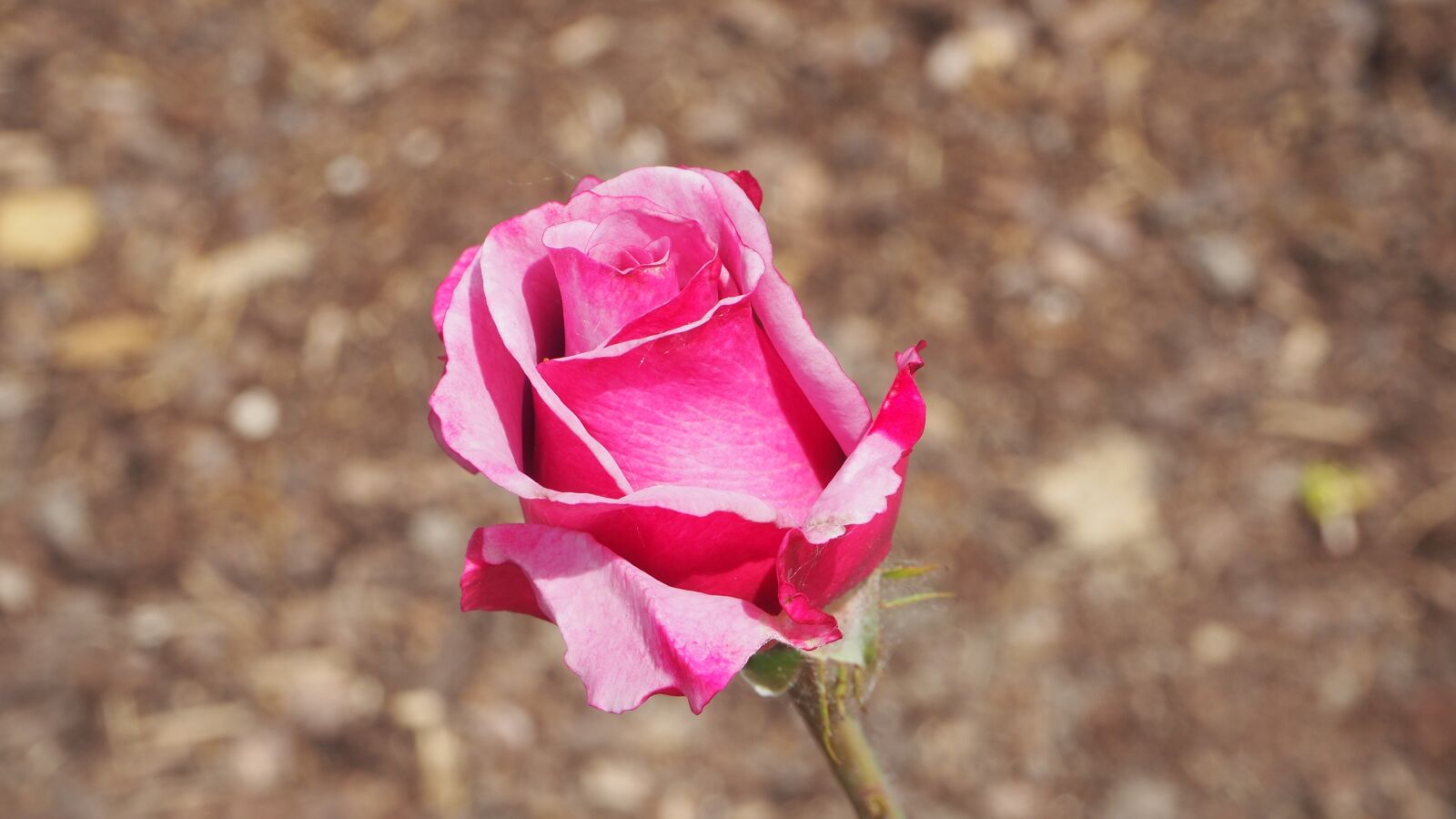 Olympus OM-D E-M10 II sample photo. Pink rose, rose, pink photography