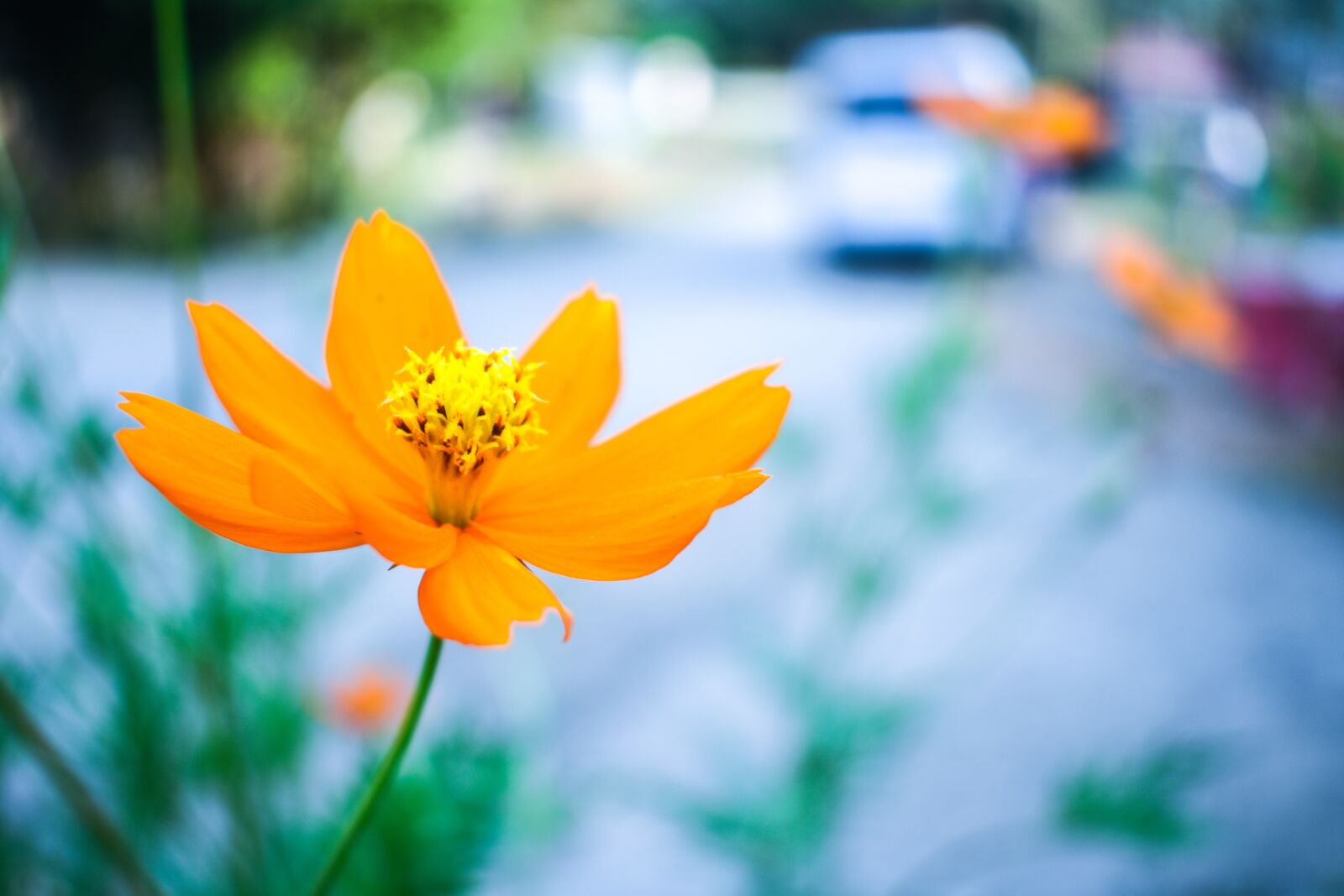 Nikon D3400 sample photo. Flower, bokeh, bloom photography